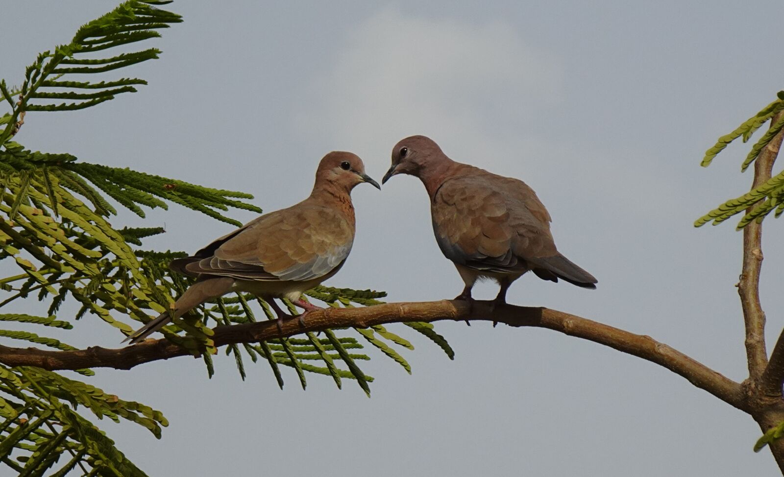 Sony DSC-WX800 sample photo. Dove, bird, laughing dove photography