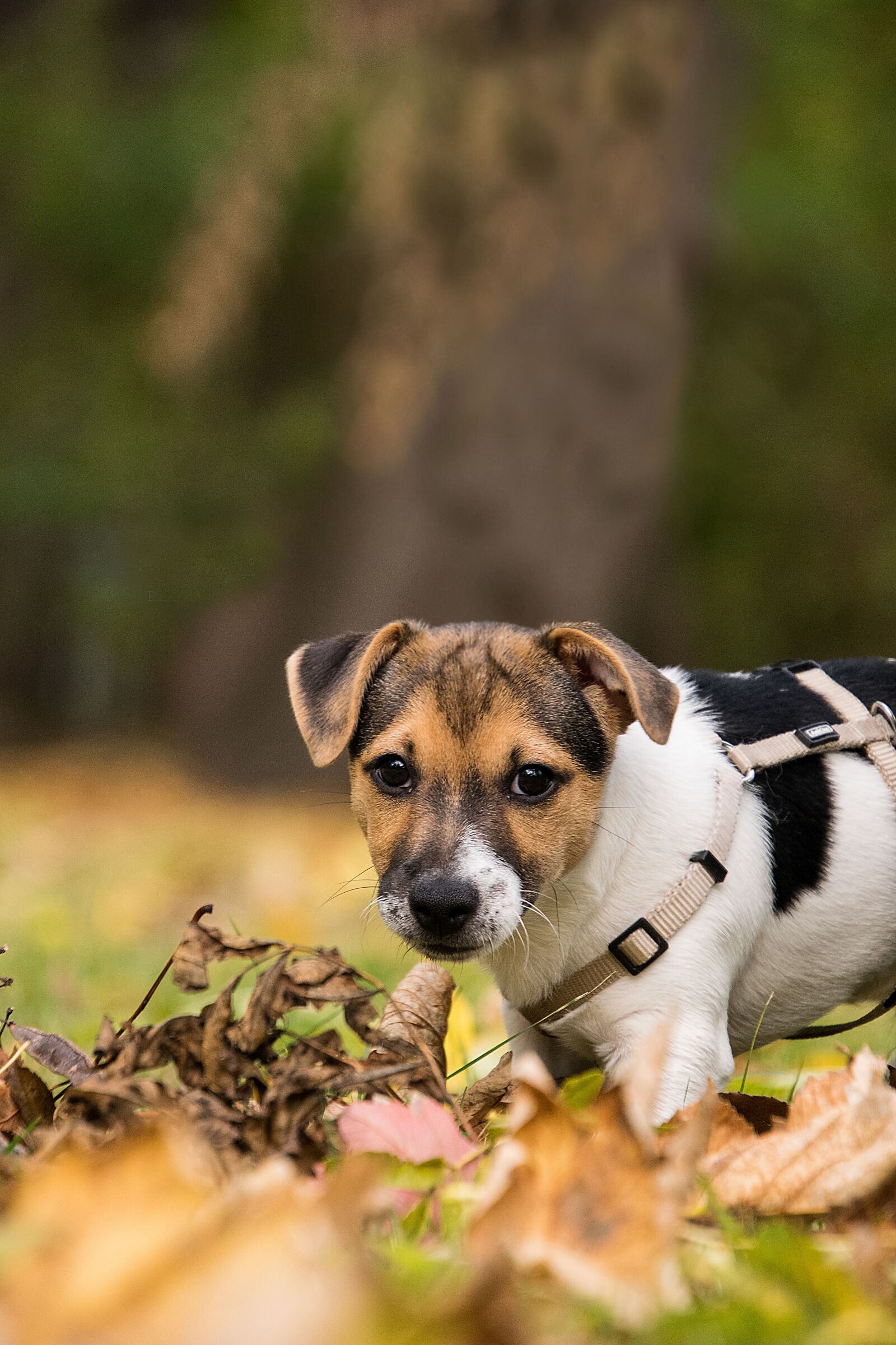 Nikon D3300 sample photo. Jack russel terrier, puppy photography