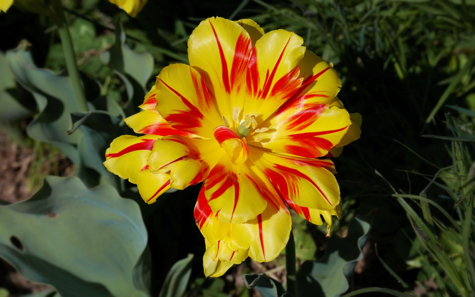 Nikon D40X sample photo. Flower, beautiful, almost photography