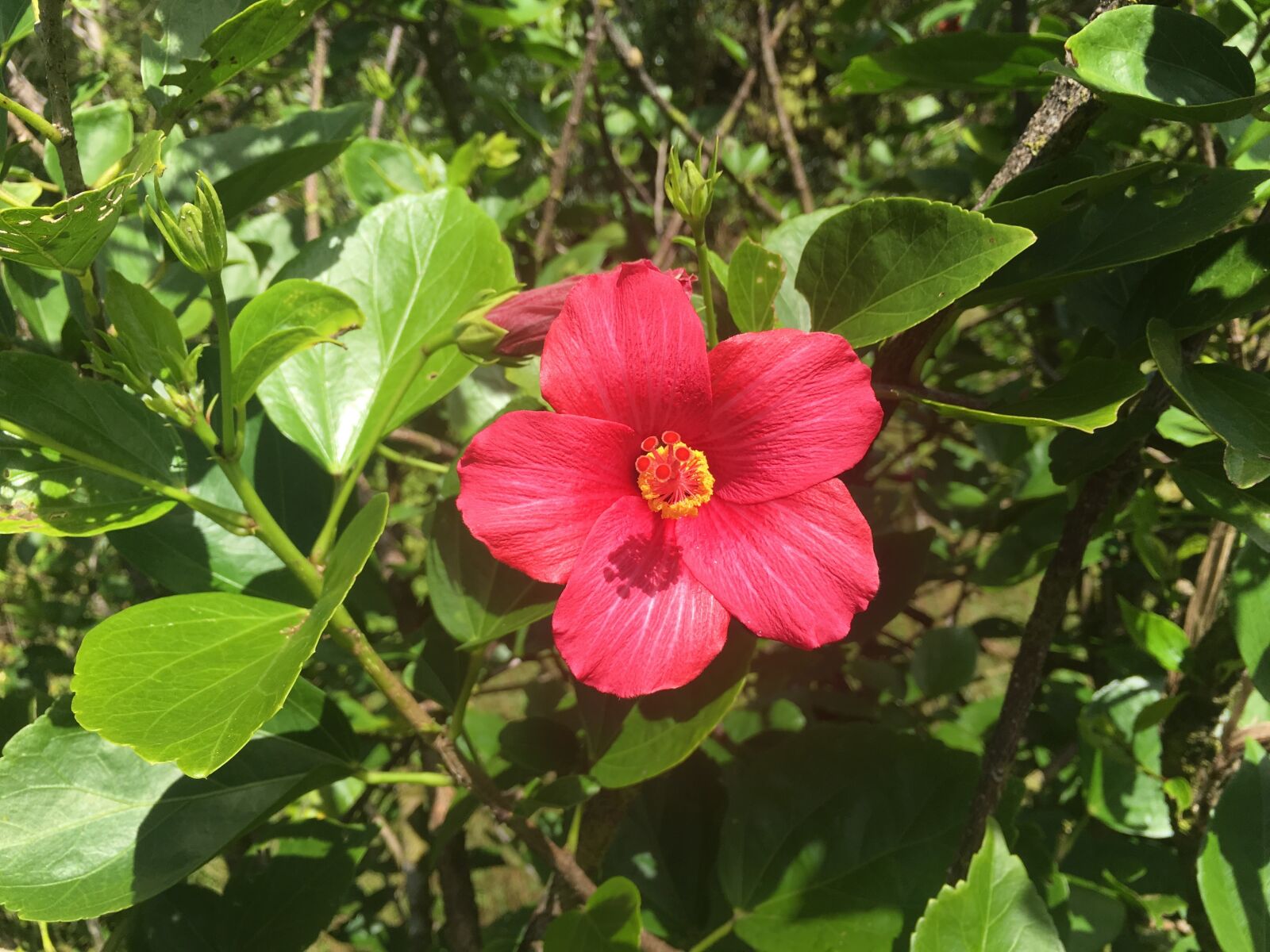 Apple iPhone 6s Plus sample photo. Flower, green, nature photography