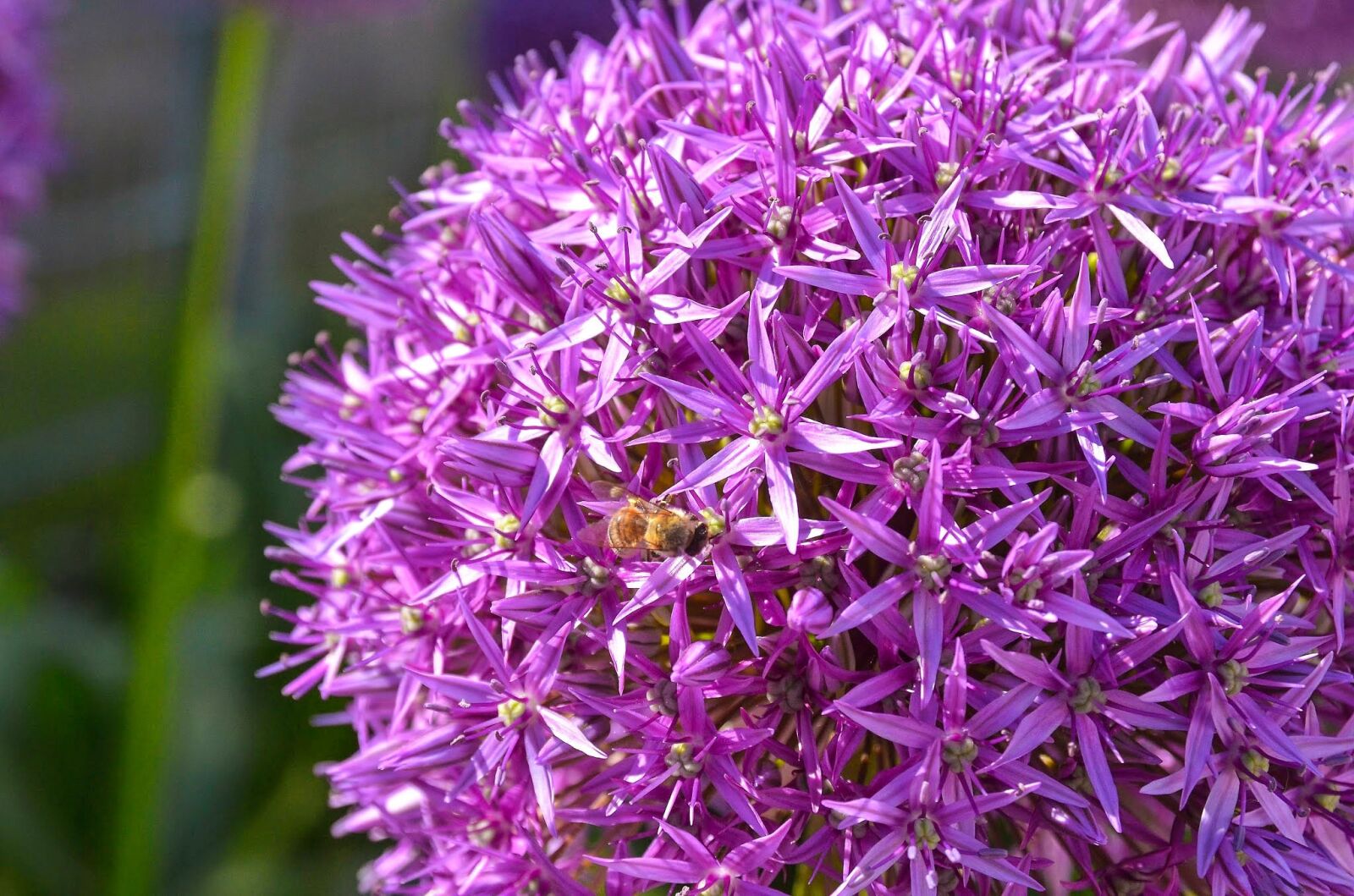 Nikon D7000 sample photo. Allium, ornamental onion, garden photography
