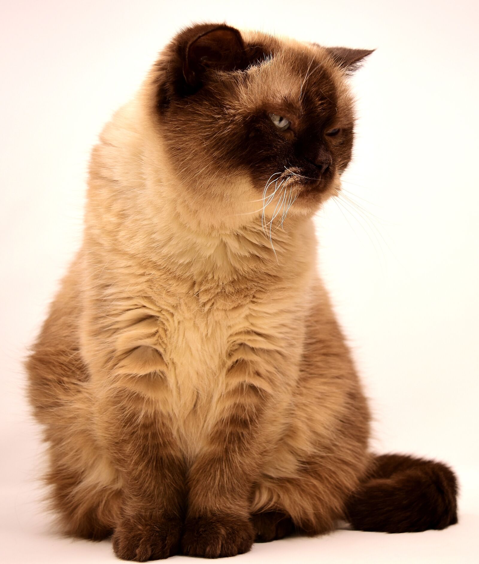 Nikon D7200 sample photo. British shorthair, cat, pet photography
