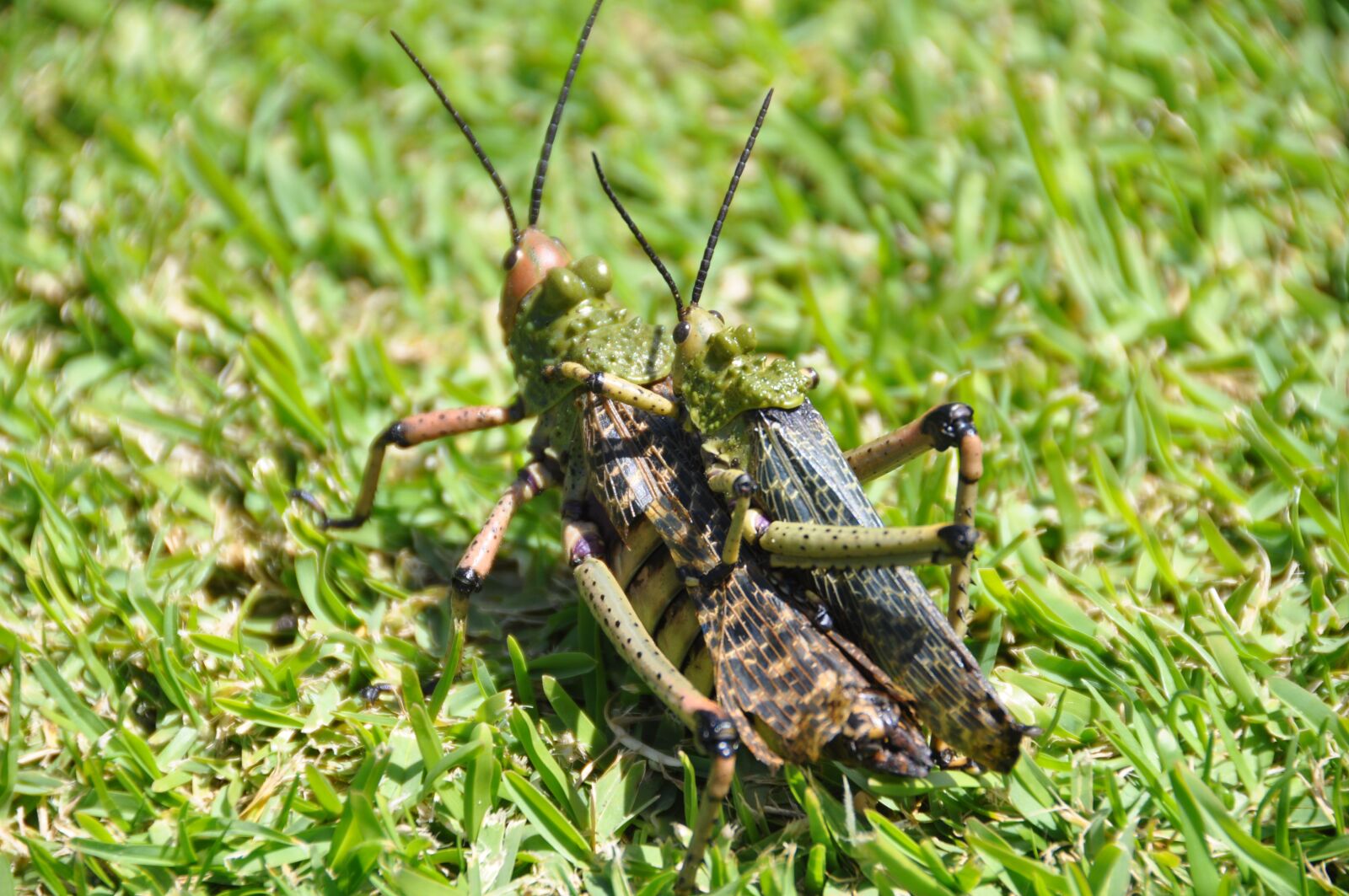 Nikon D90 sample photo. South africa, locusts, tsitsikamma photography