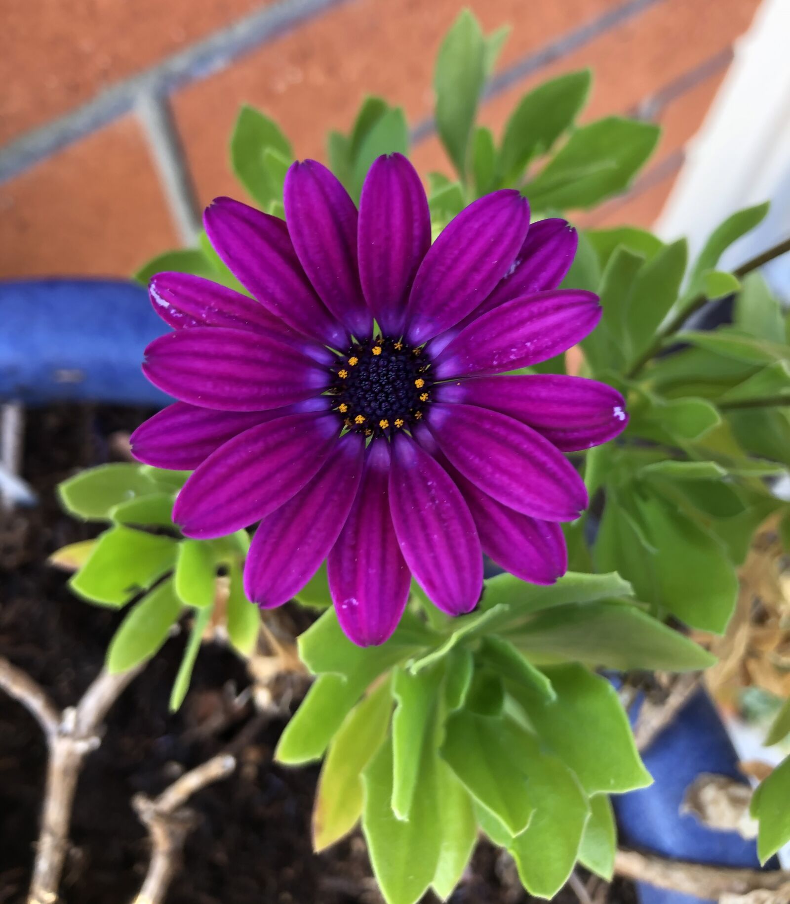 Apple iPhone 8 sample photo. Flower, purple, bloom photography