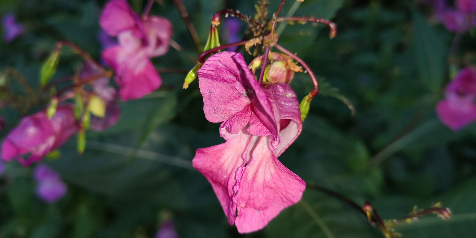 HUAWEI P20 sample photo. Nature, plant, balsam photography