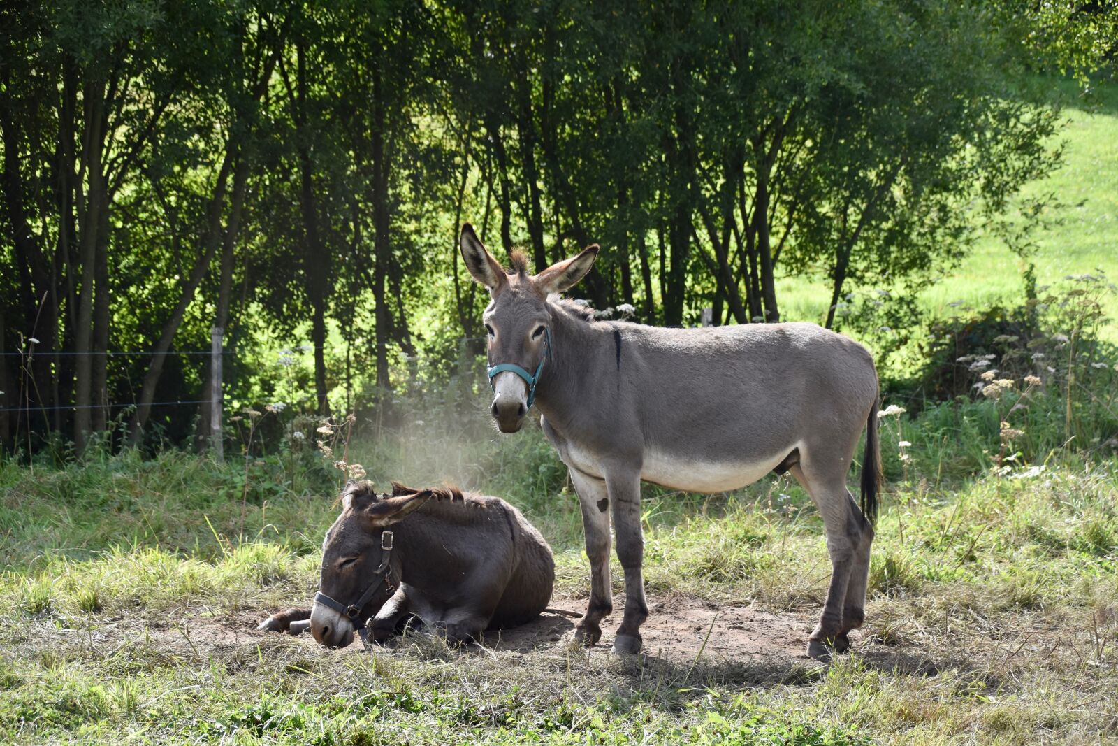 Nikon D5600 sample photo. Donkeys, equines, companion photography