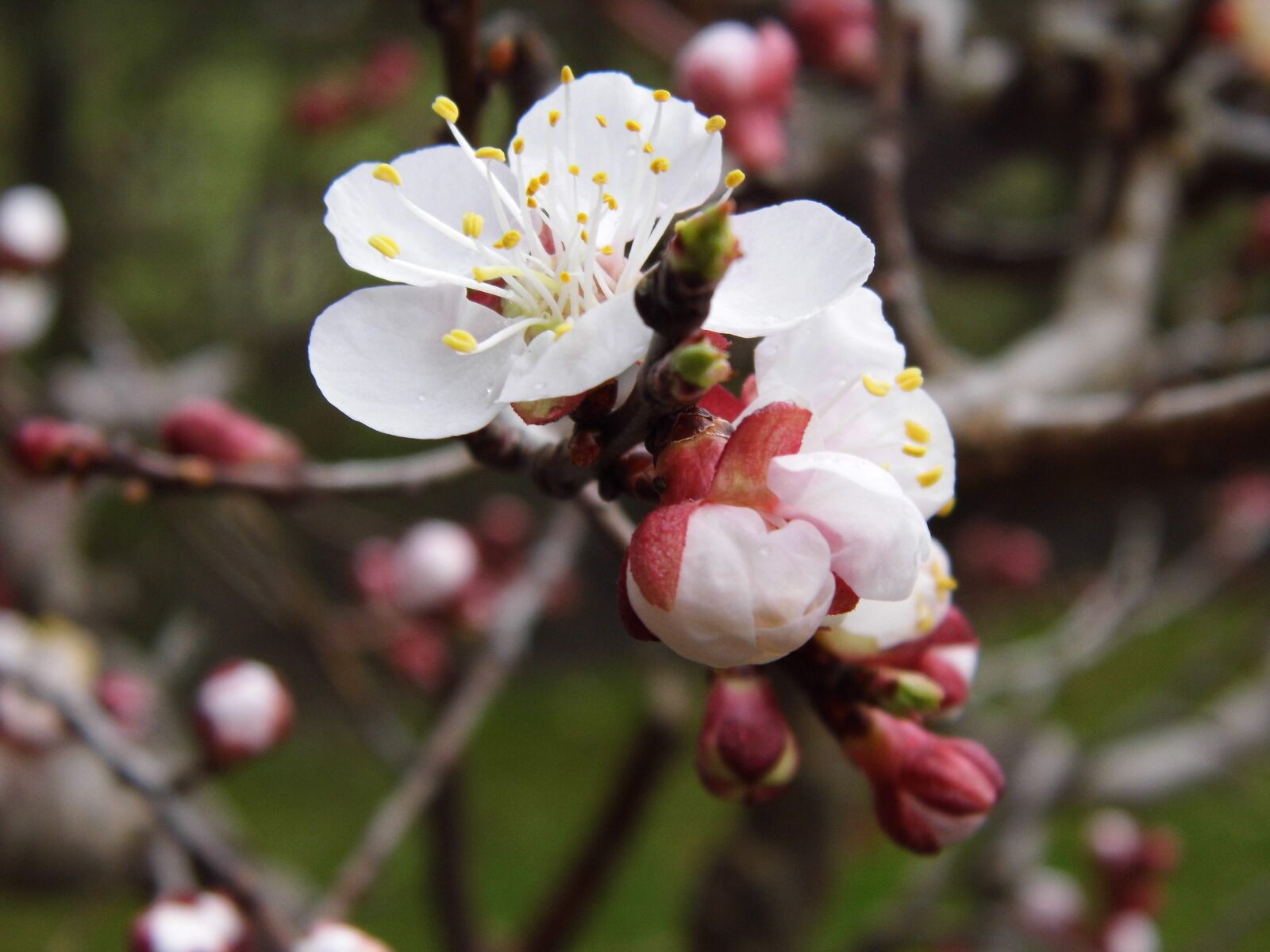 Benq GH600 sample photo. Apricot, blossom, bloom photography