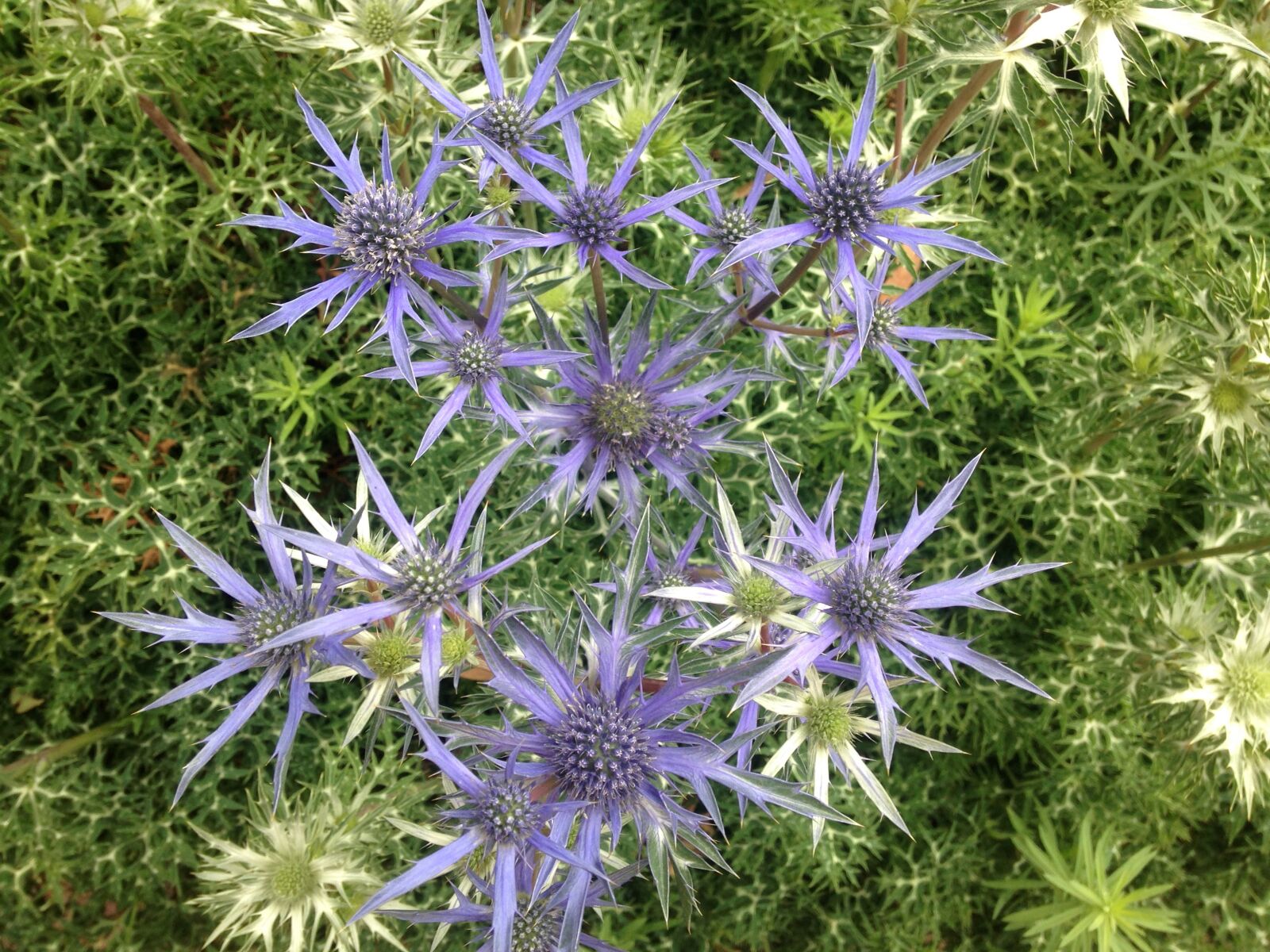 iPhone 5c back camera 4.12mm f/2.4 sample photo. Flowers, garden, native, flowers photography
