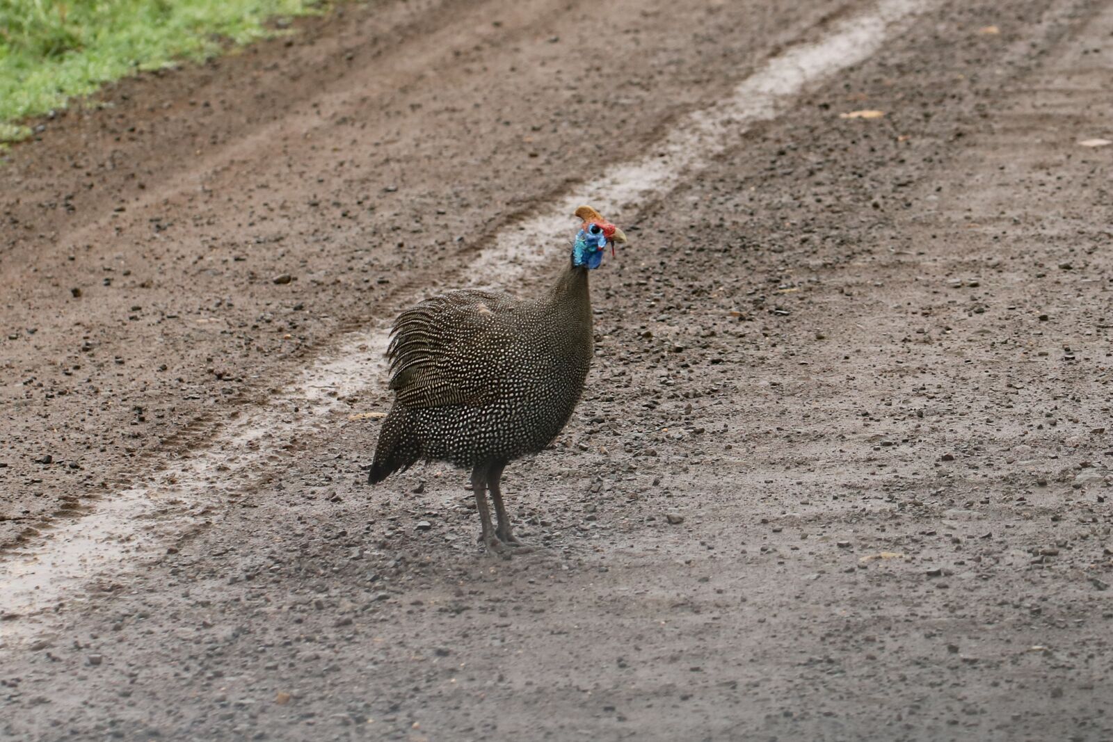 Canon EF 100mm F2.8L Macro IS USM sample photo. Helmparelhoen, bird, male photography
