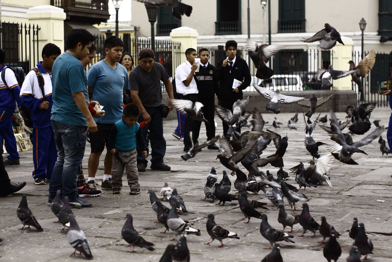 Canon EOS 50D sample photo. I love, the, pigeons photography
