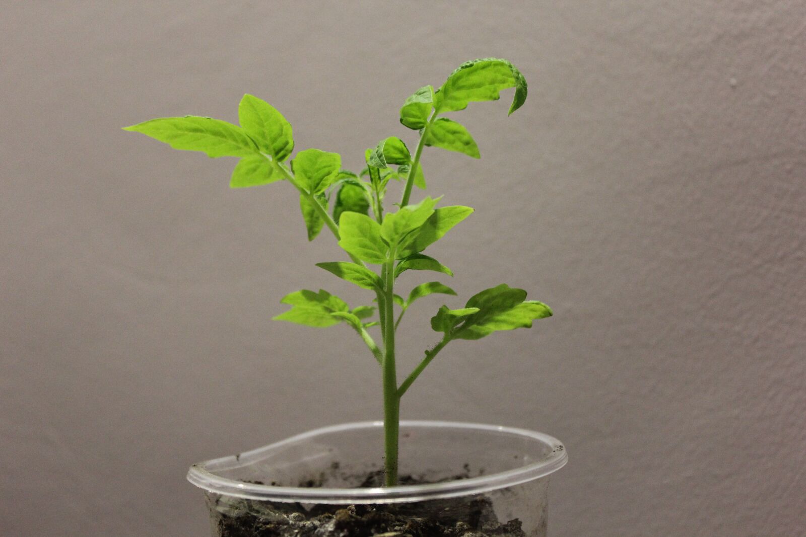 Canon EOS 60D sample photo. Sheet, plant, shoots photography