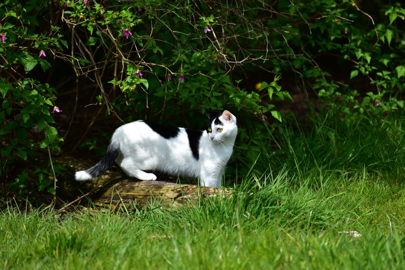 Nikon D750 sample photo. Cat, black white, domestic photography