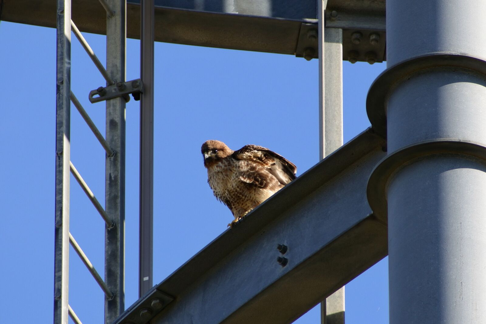 VR 70-300mm f/4.5-6.3G sample photo. Animal, sky, radio tower photography