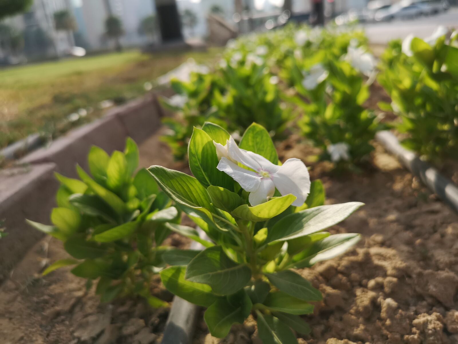 HUAWEI CLT-L29 sample photo. Dubai, garden, nature photography