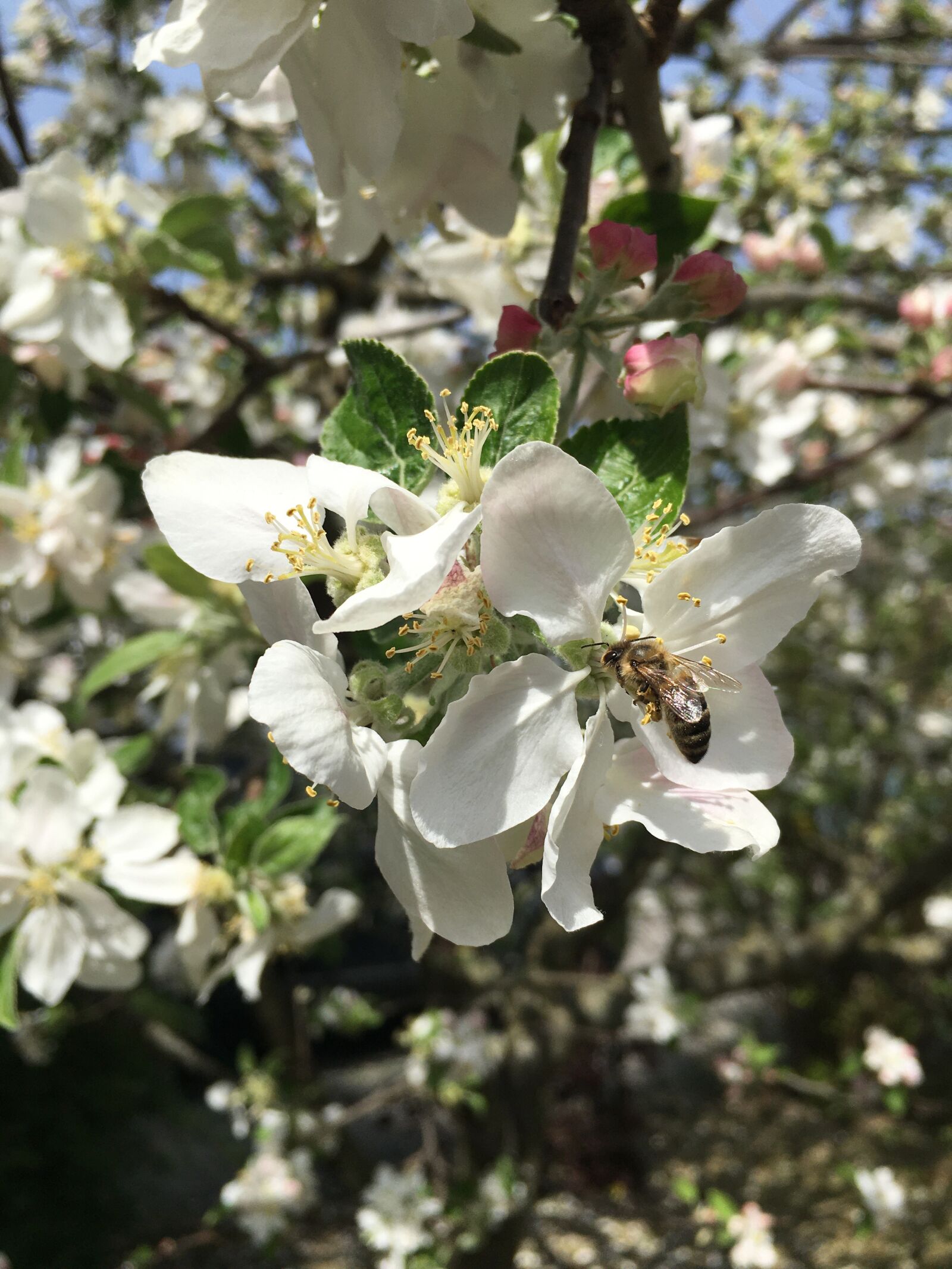 iPhone 6s Plus back camera 4.15mm f/2.2 sample photo. Spring flower, blossom, white photography
