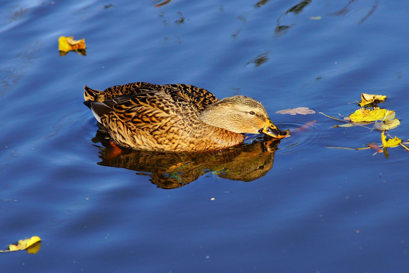 Minolta AF 80-200mm F2.8 HS-APO G sample photo. Duck, female, bird photography