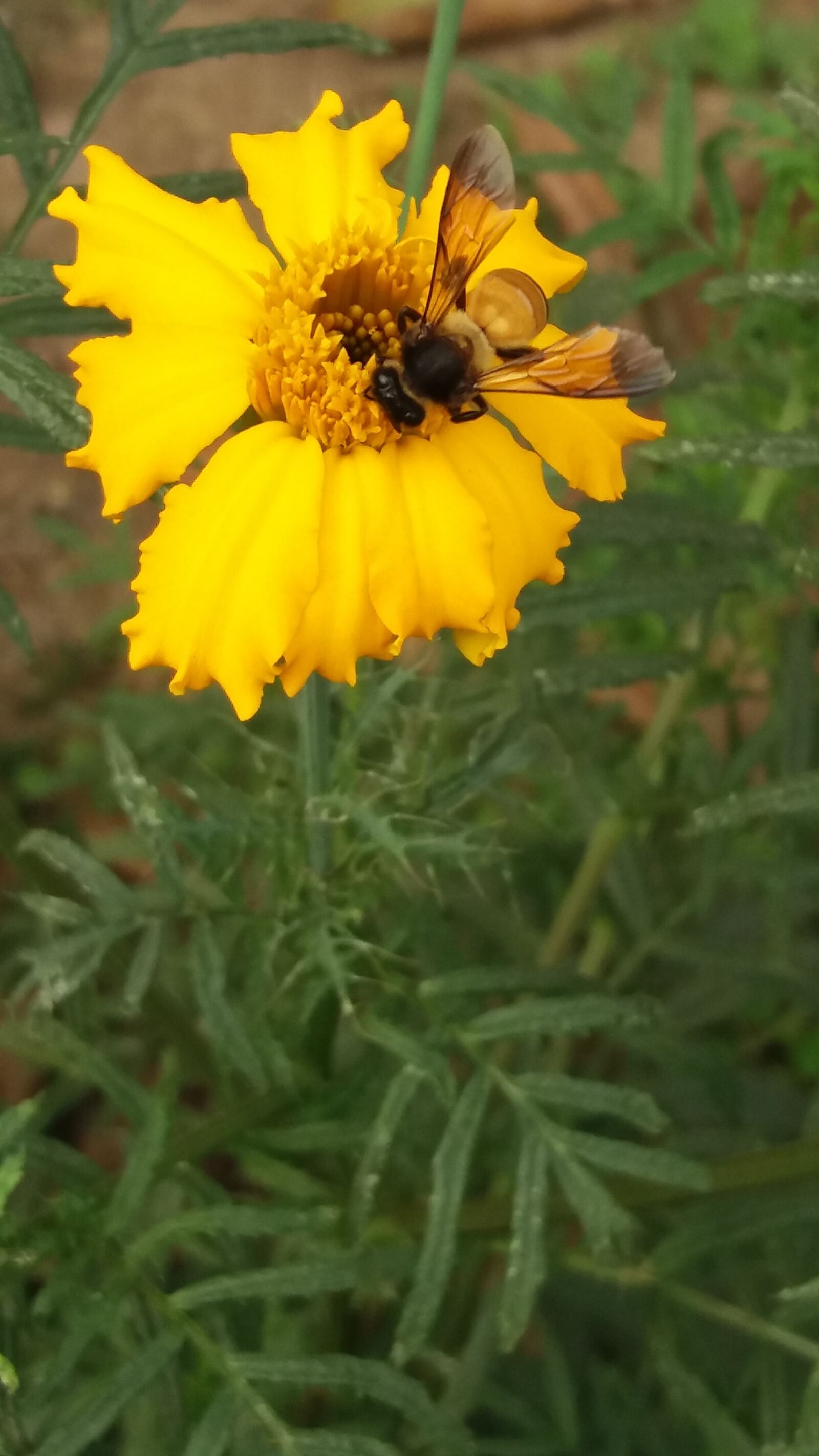 Samsung Galaxy J5 sample photo. Nice, bee, marigold photography