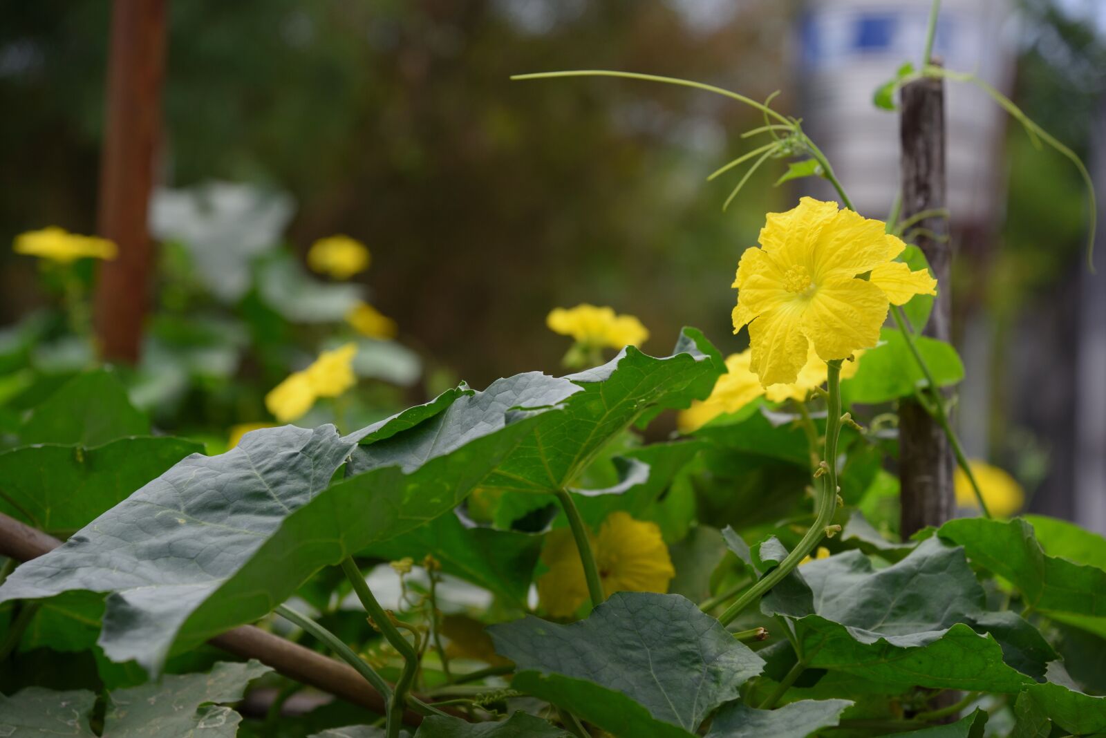 Nikon D750 sample photo. Cucurbitaceae, flower, green photography