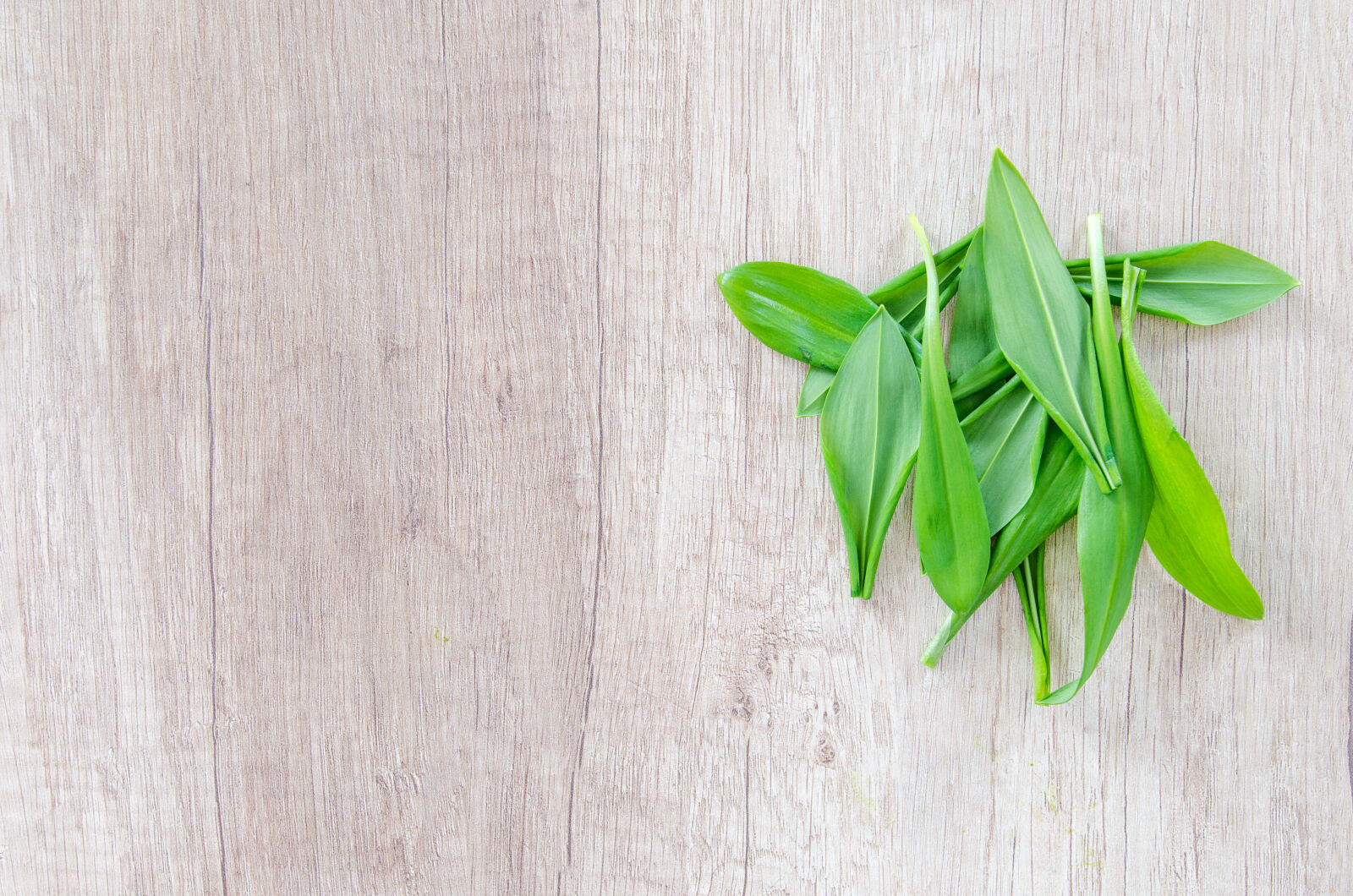 Nikon D5100 sample photo. Allium, aromatic, background, bear photography