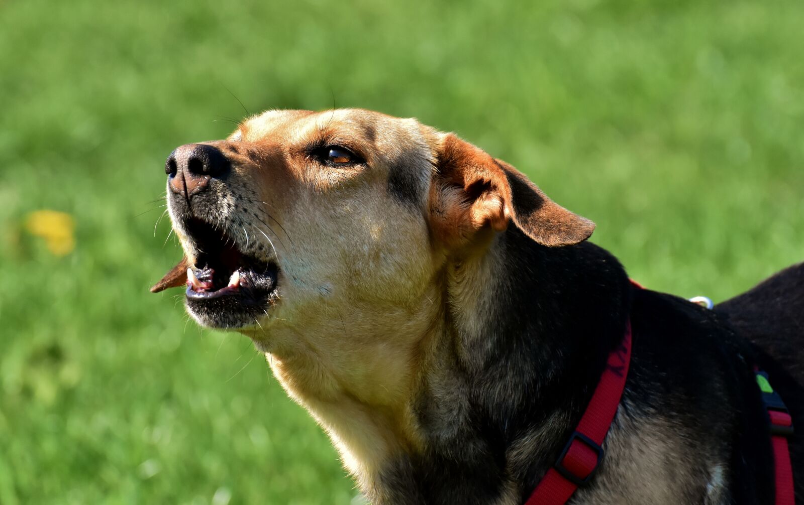 Nikon D7200 sample photo. Dog, animal, pet photography