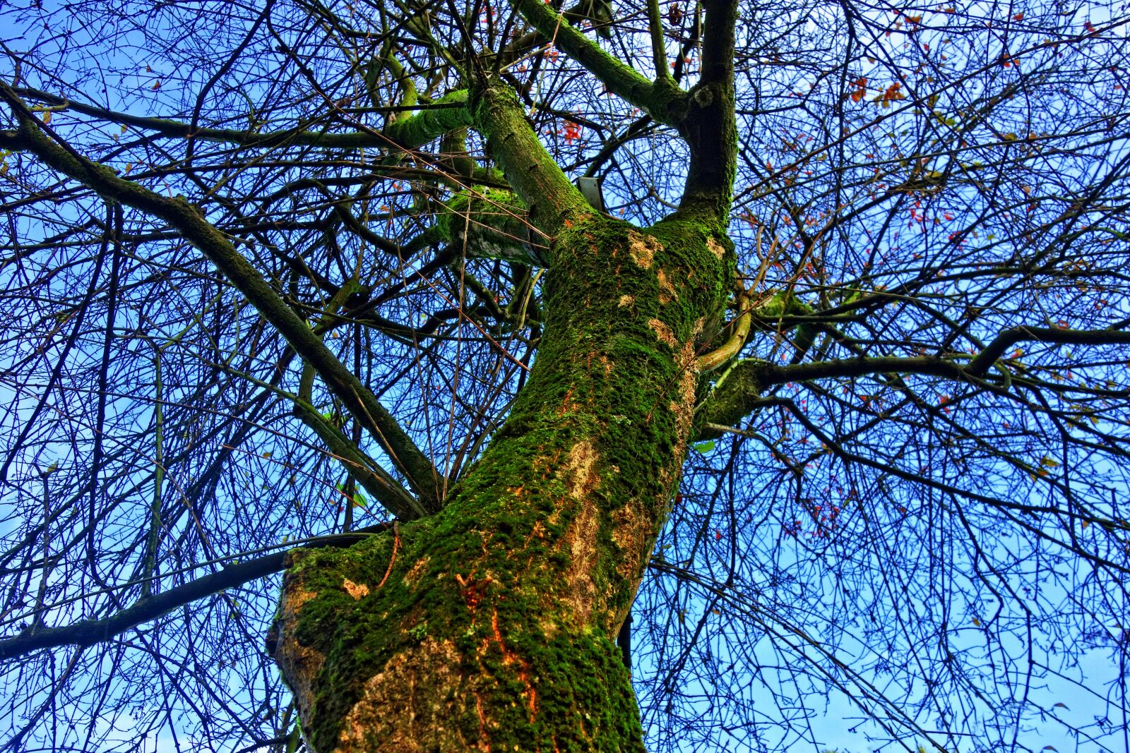 Sony Cyber-shot DSC-RX100 sample photo. Tree top, trunk, tree photography