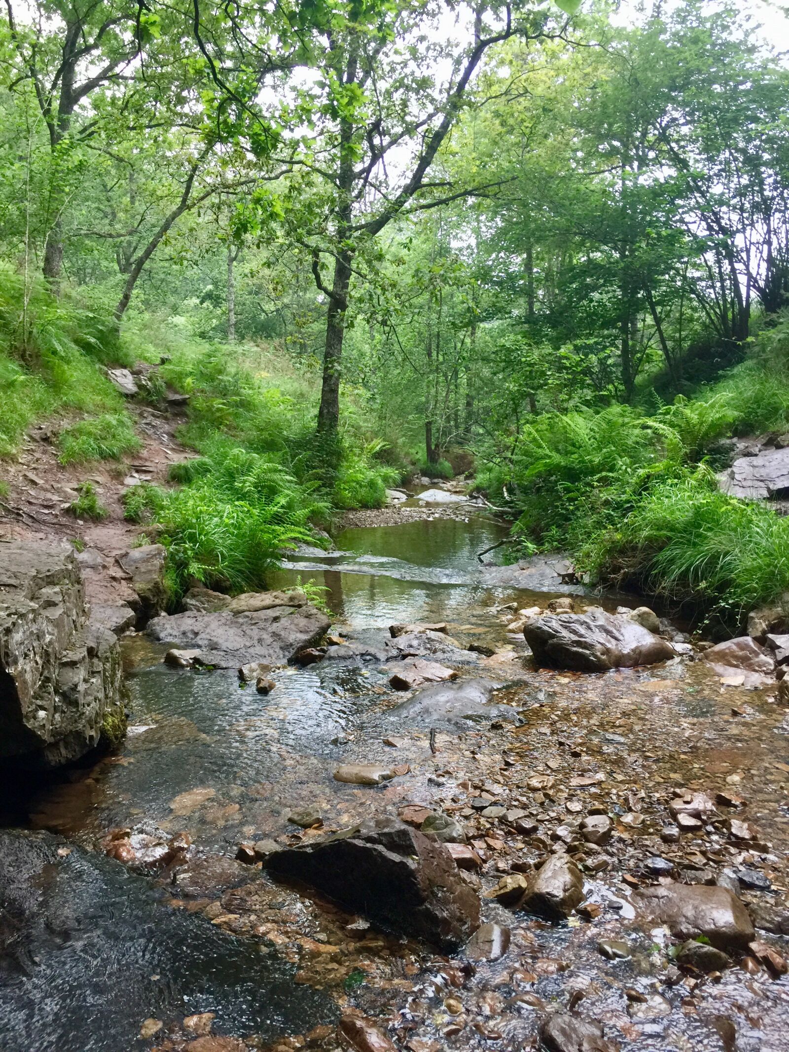 iPhone 6 Plus back camera 4.15mm f/2.2 sample photo. Nature, forest, landscape photography
