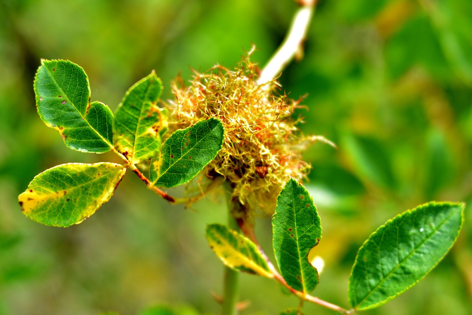 Nikon D600 sample photo. Sheet, leaves, fruit photography