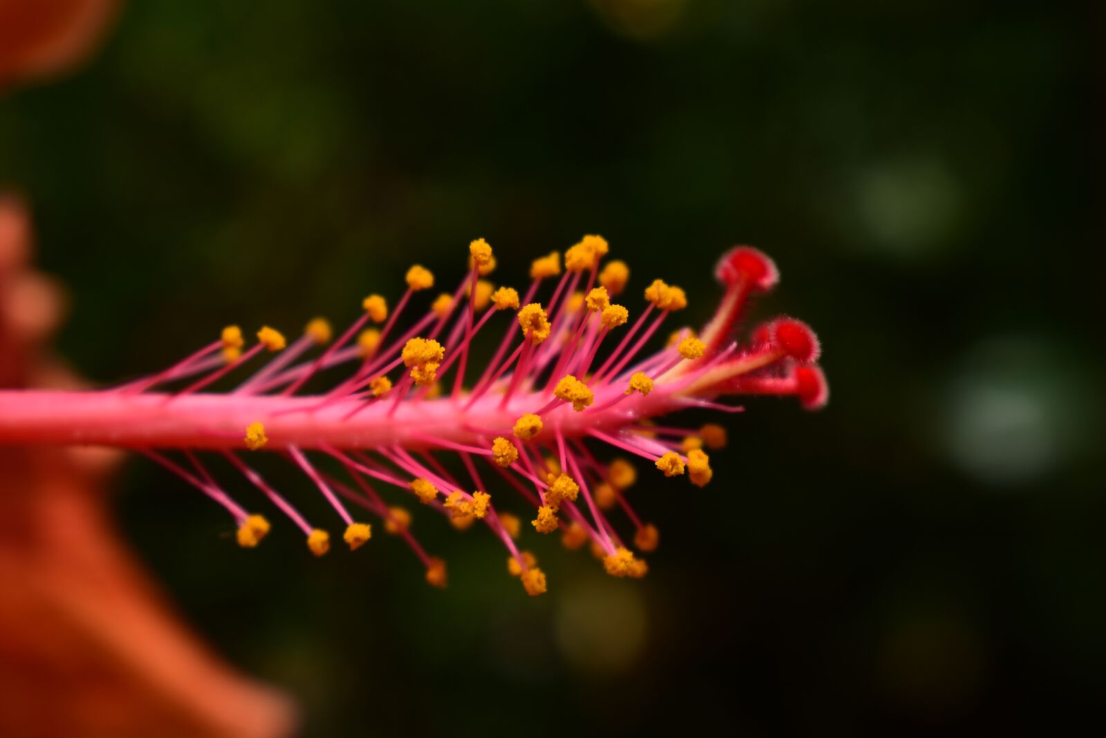Nikon D3400 sample photo. Nature, flower, outdoors photography