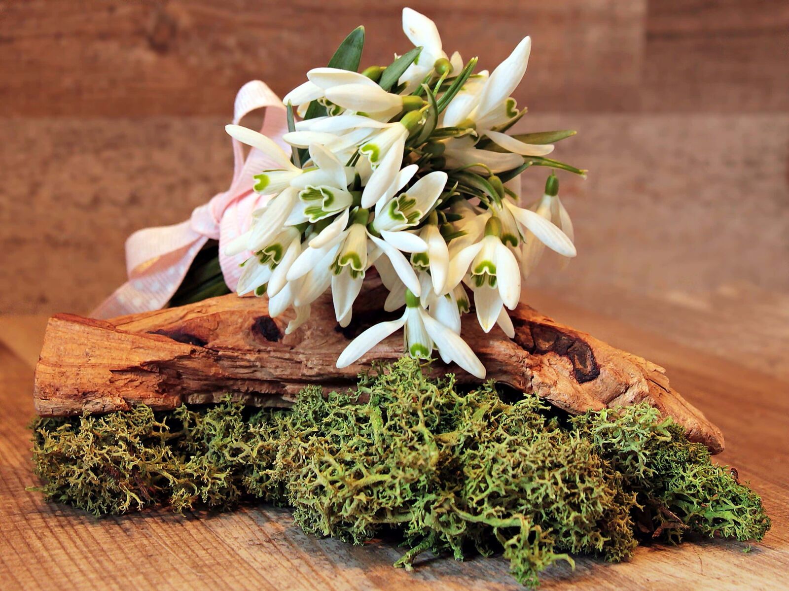 Canon EOS 550D (EOS Rebel T2i / EOS Kiss X4) sample photo. Wood, flower, arrangement, plant photography