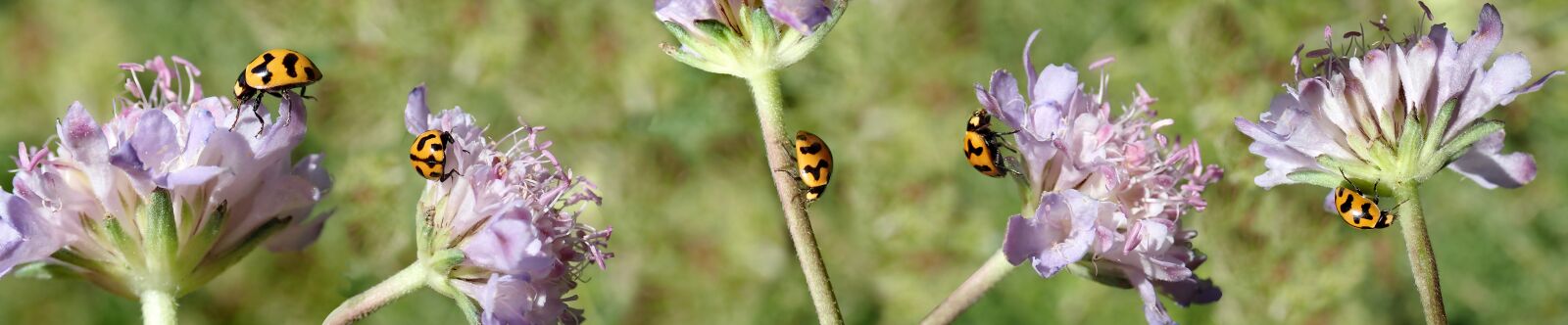 Olympus TG-5 sample photo. Insects, ladybirds, beetles photography
