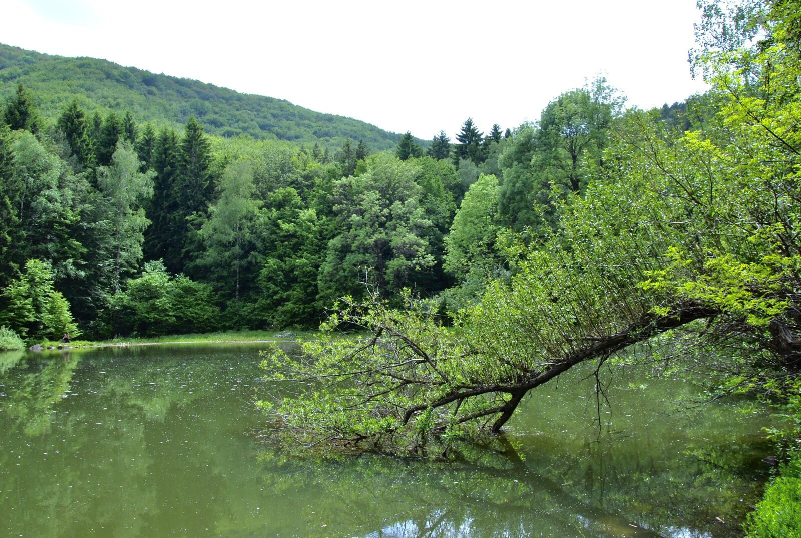 Nikon D3000 sample photo. More, nature, forest photography