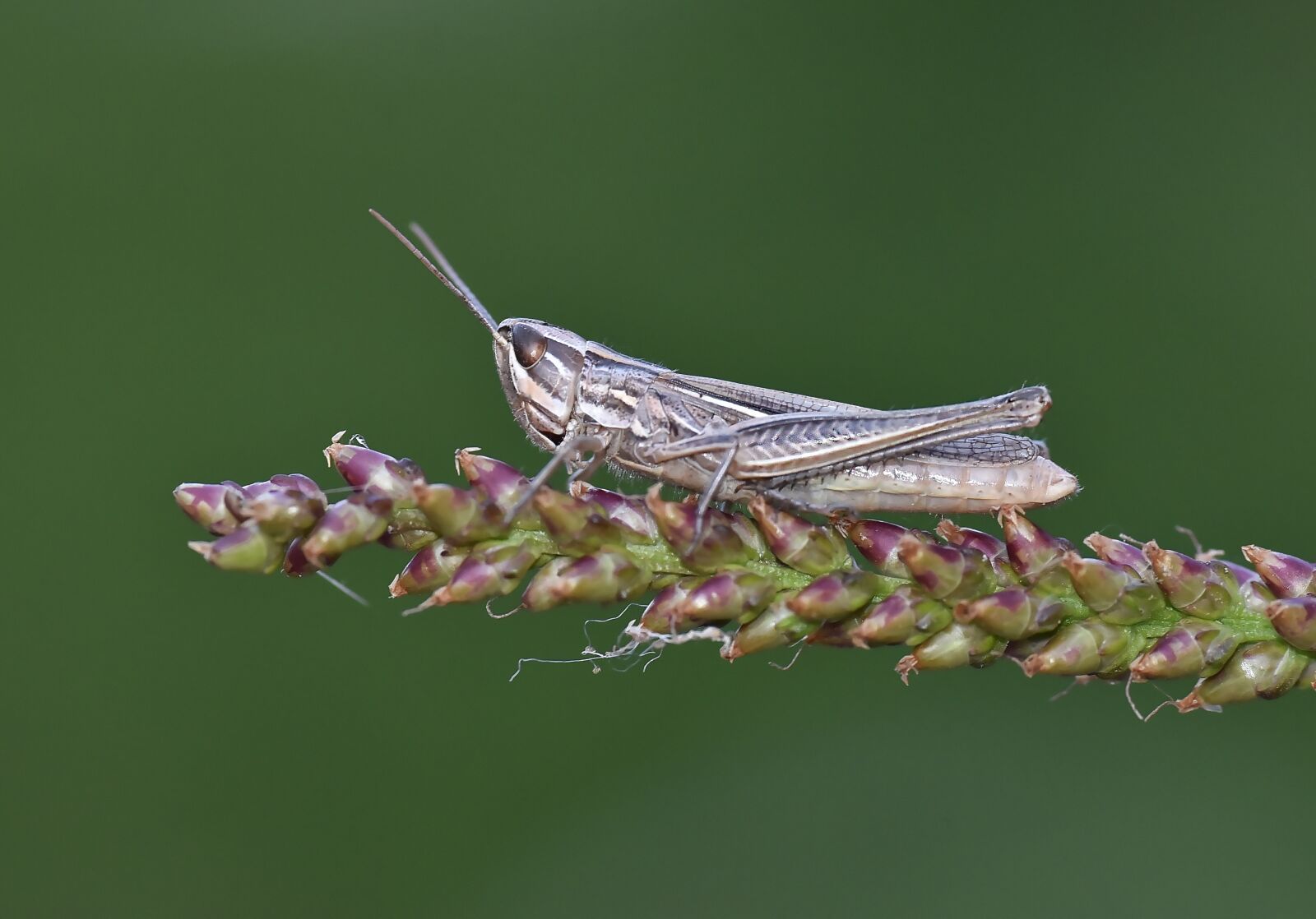 Nikon D750 sample photo. Macro, çekirge, böcek photography