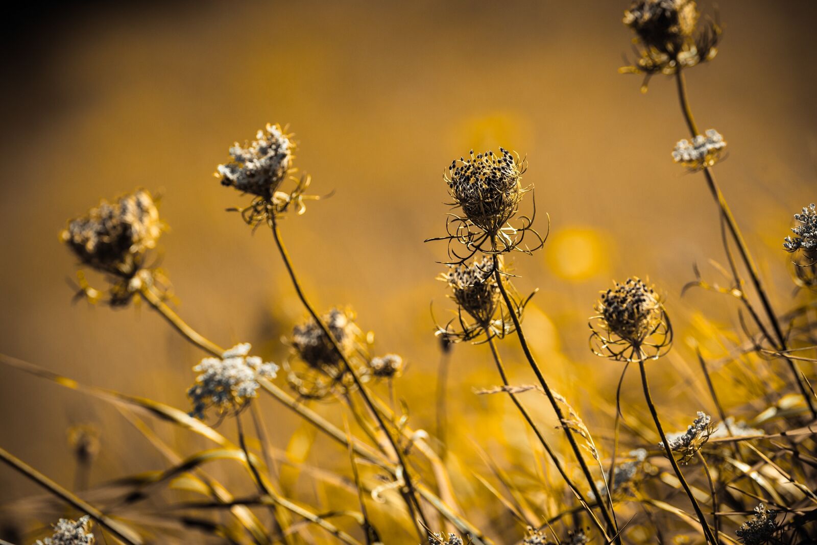 Nikon D750 sample photo. Wild carrot, blossom, bloom photography