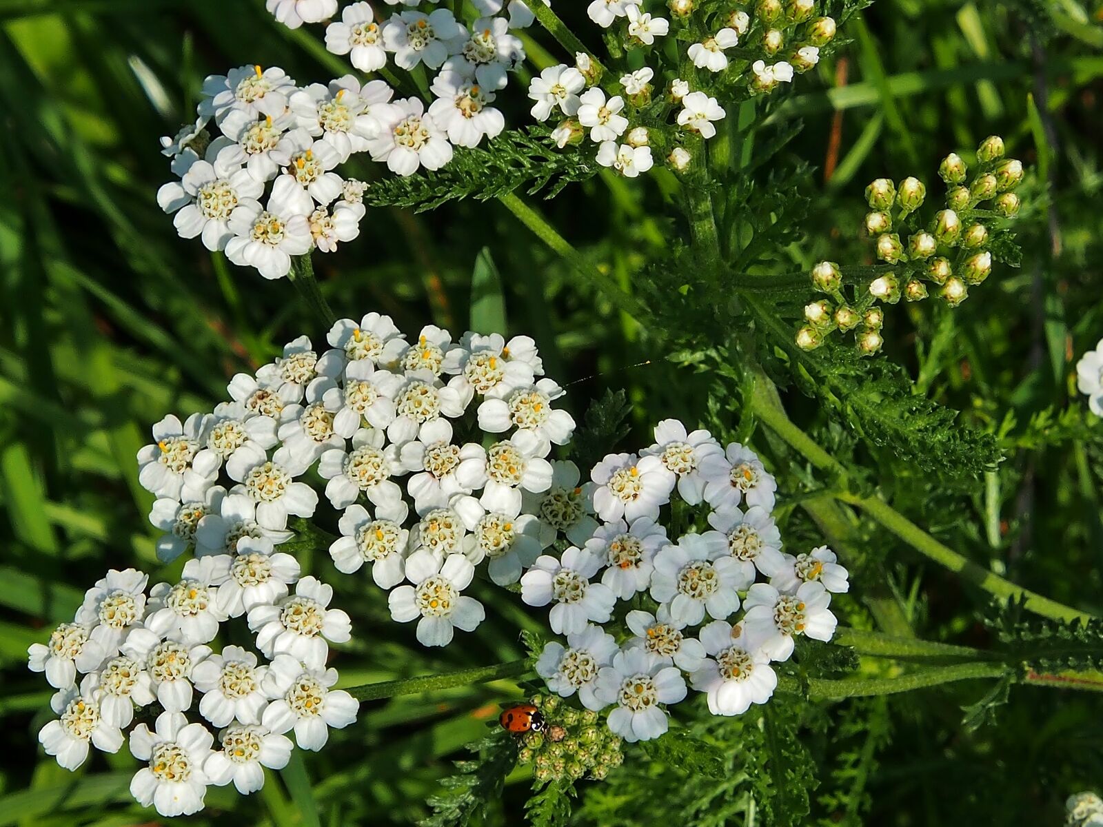 Olympus OM-D E-M5 sample photo. White, flowers, meadow photography