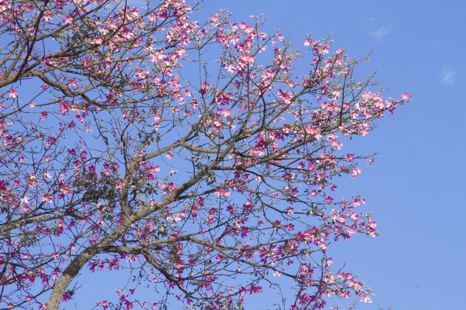 Canon EOS 7D sample photo. Brazi, flowes, nature, tree photography