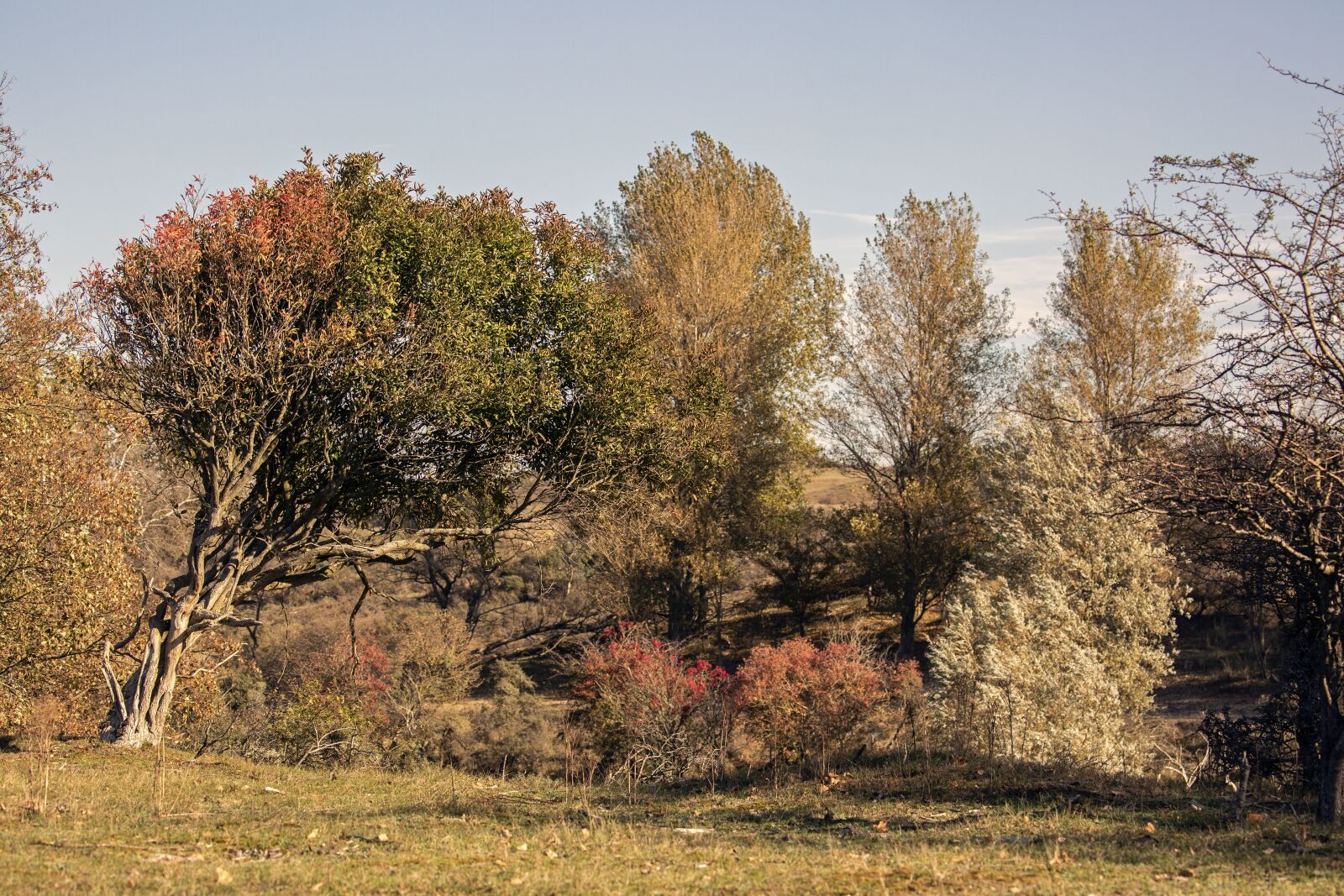 Canon EOS 5D Mark III sample photo. Nature, dunes, autumn photography