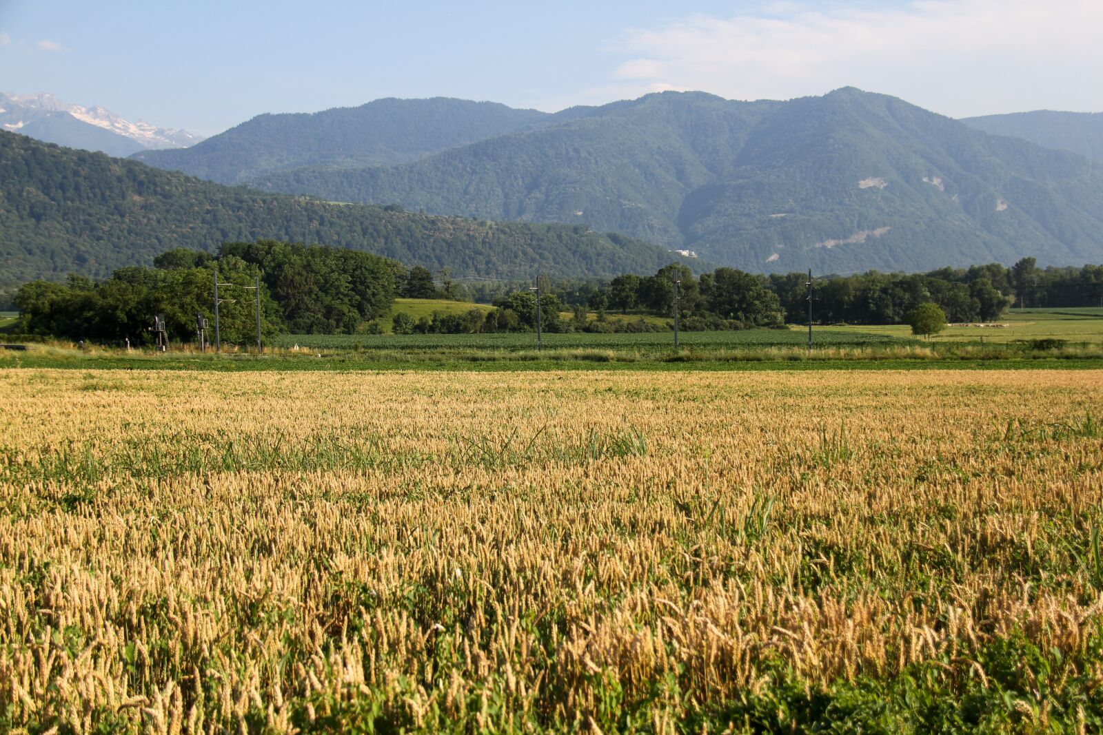 Canon EOS 7D + Canon EF-S 18-200mm F3.5-5.6 IS sample photo. Field, wheat, agriculture photography