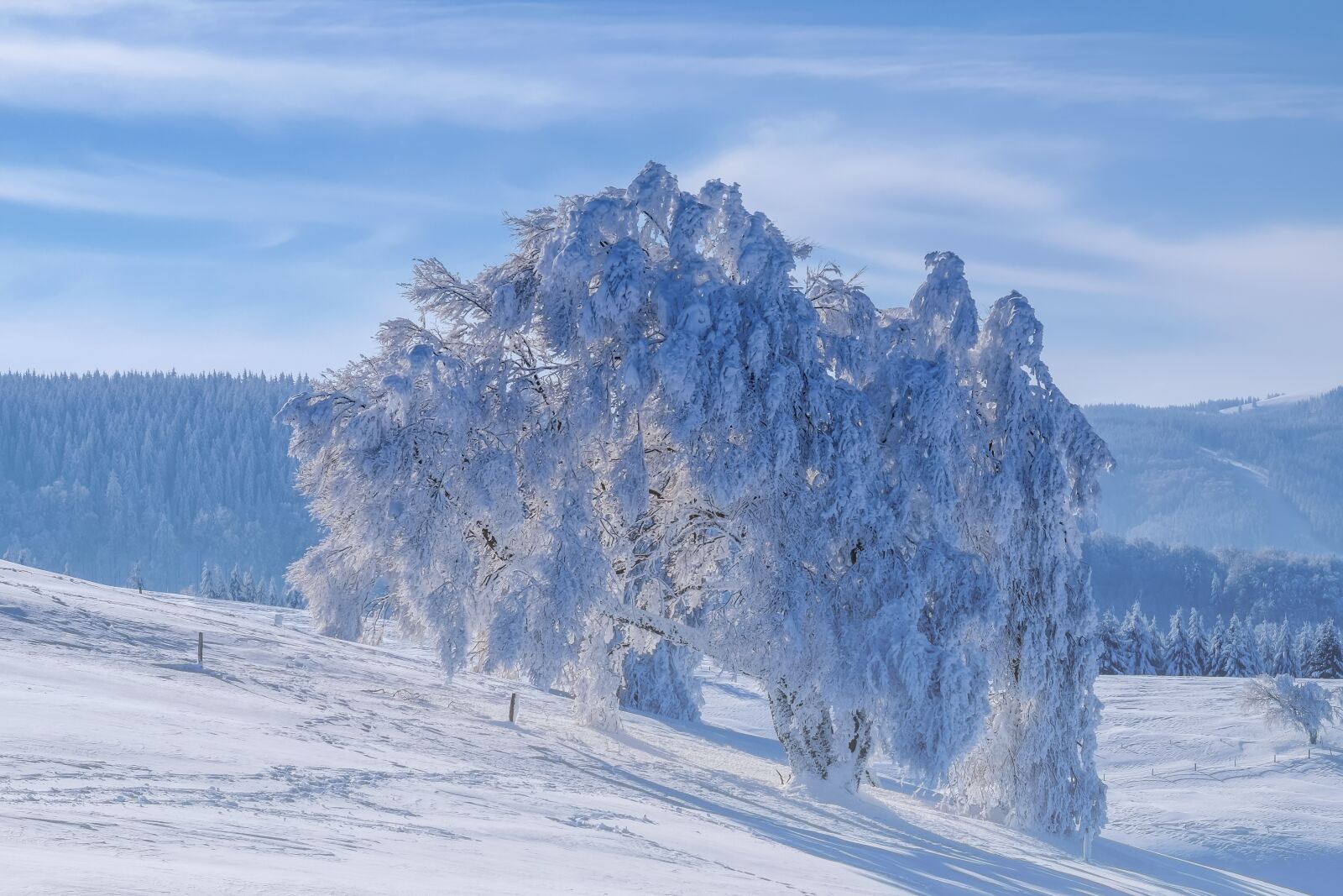 Fujifilm X-T10 sample photo. Wintry, black forest, tree photography