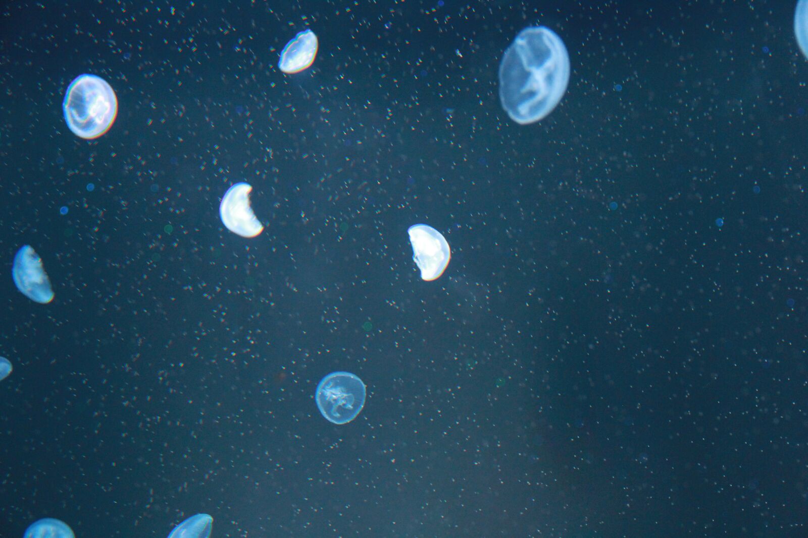 Canon EOS 60D sample photo. Jellyfish, blue, blisters photography