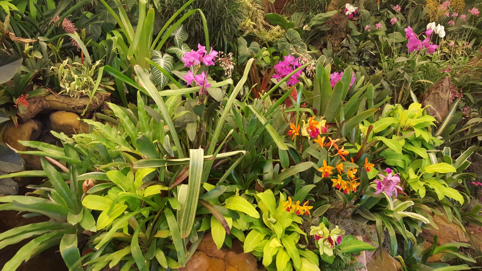 Samsung Galaxy S6 sample photo. Orchids, flower, botanical garden photography