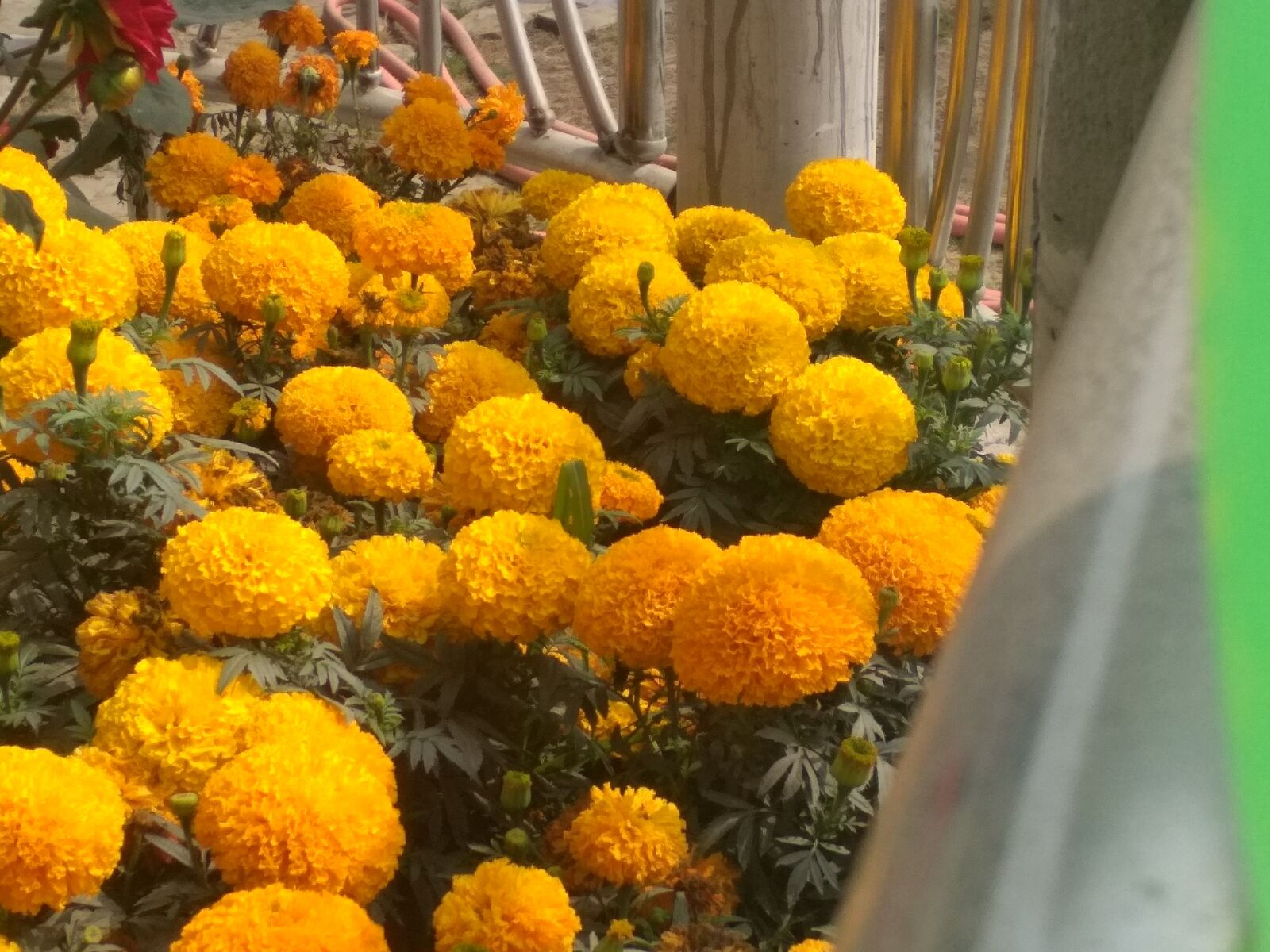 Xiaomi Redmi 4X sample photo. Beauty marigold natural flower photography