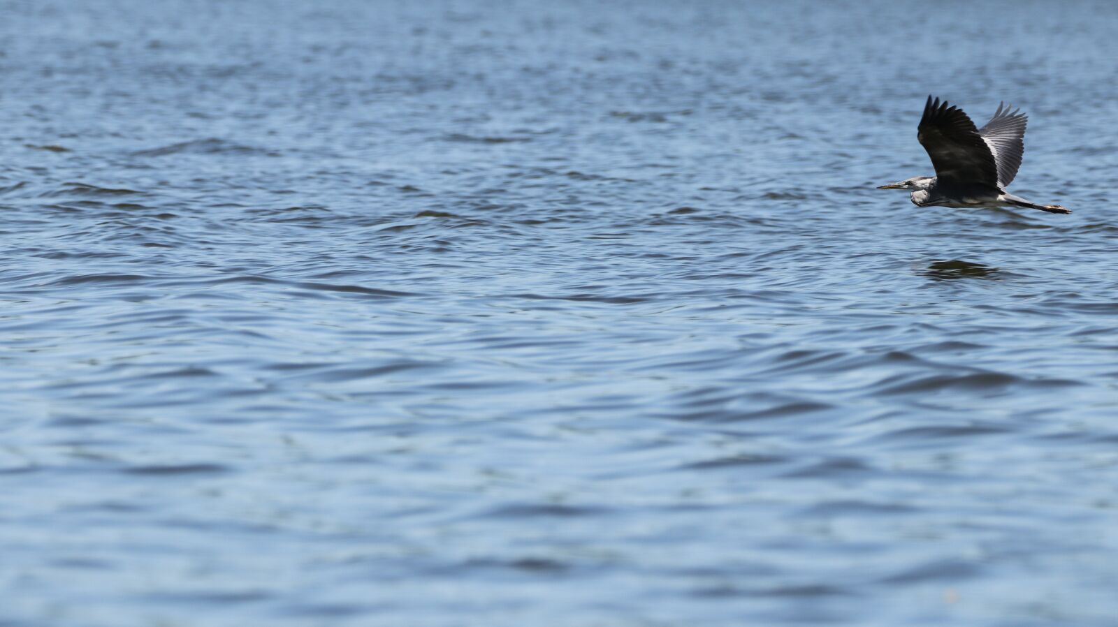 Canon EOS 80D sample photo. Grey heron, flight, lake photography