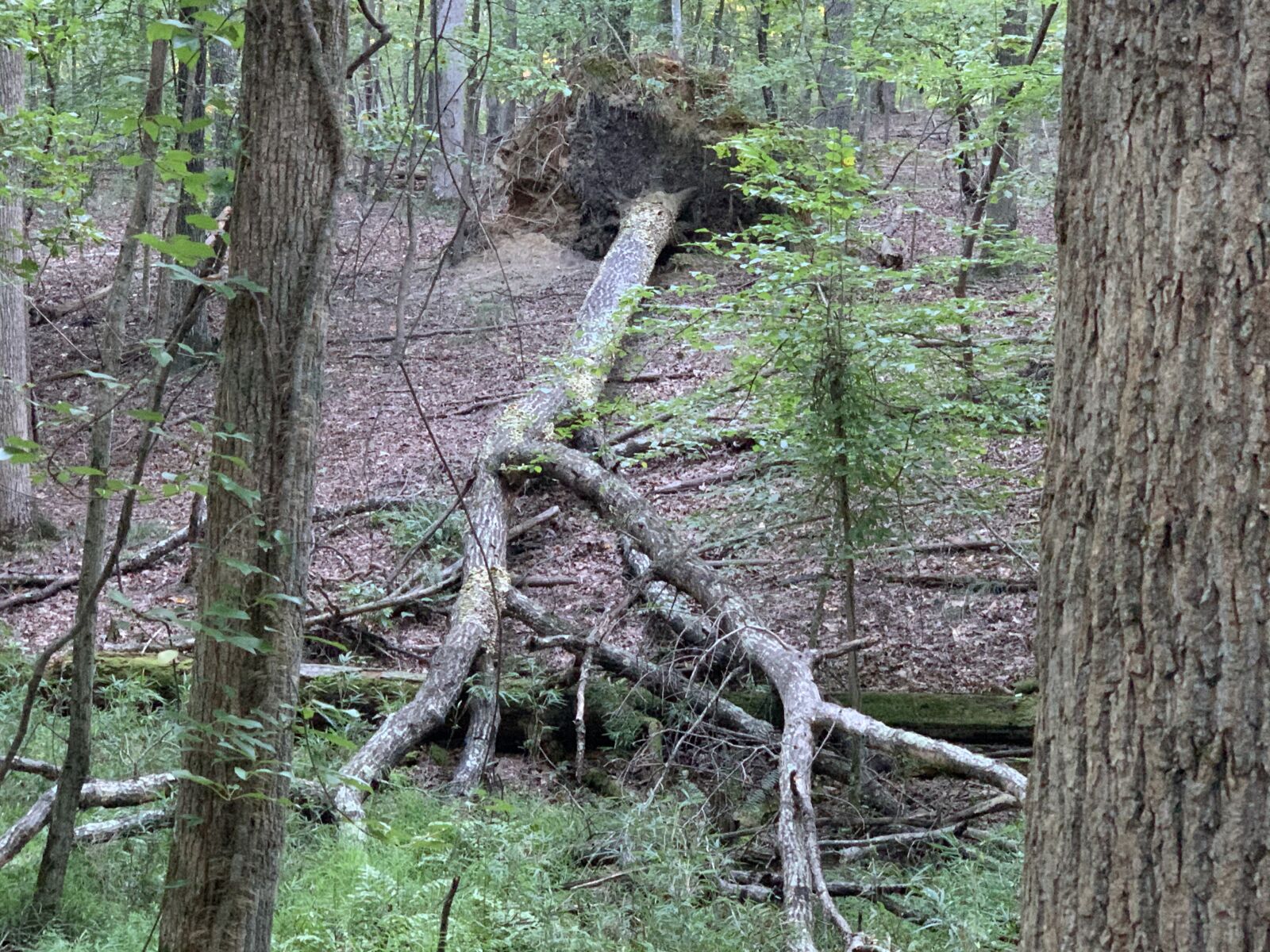 Apple iPhone XS Max sample photo. Fallen tree, forest, nature photography