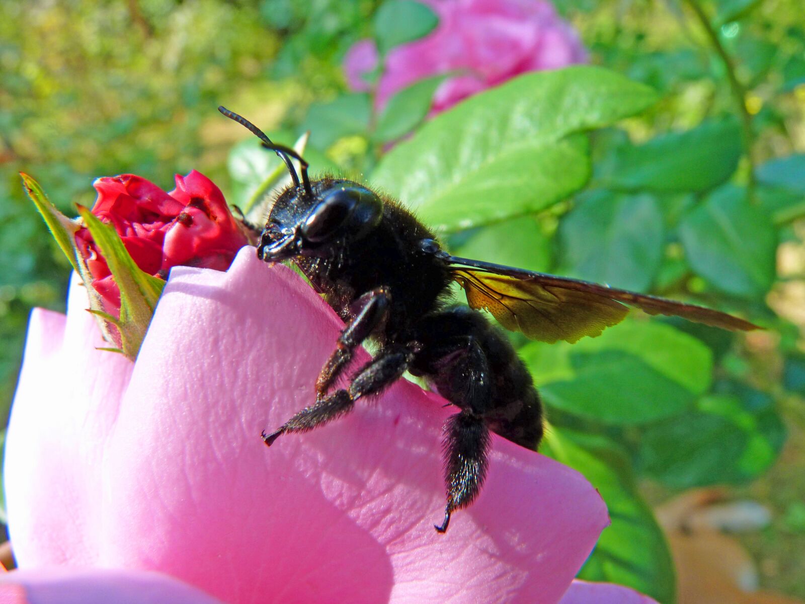 Panasonic Lumix DMC-FZ35 (Lumix DMC-FZ38) sample photo. Carpenter bee, insect, forage photography