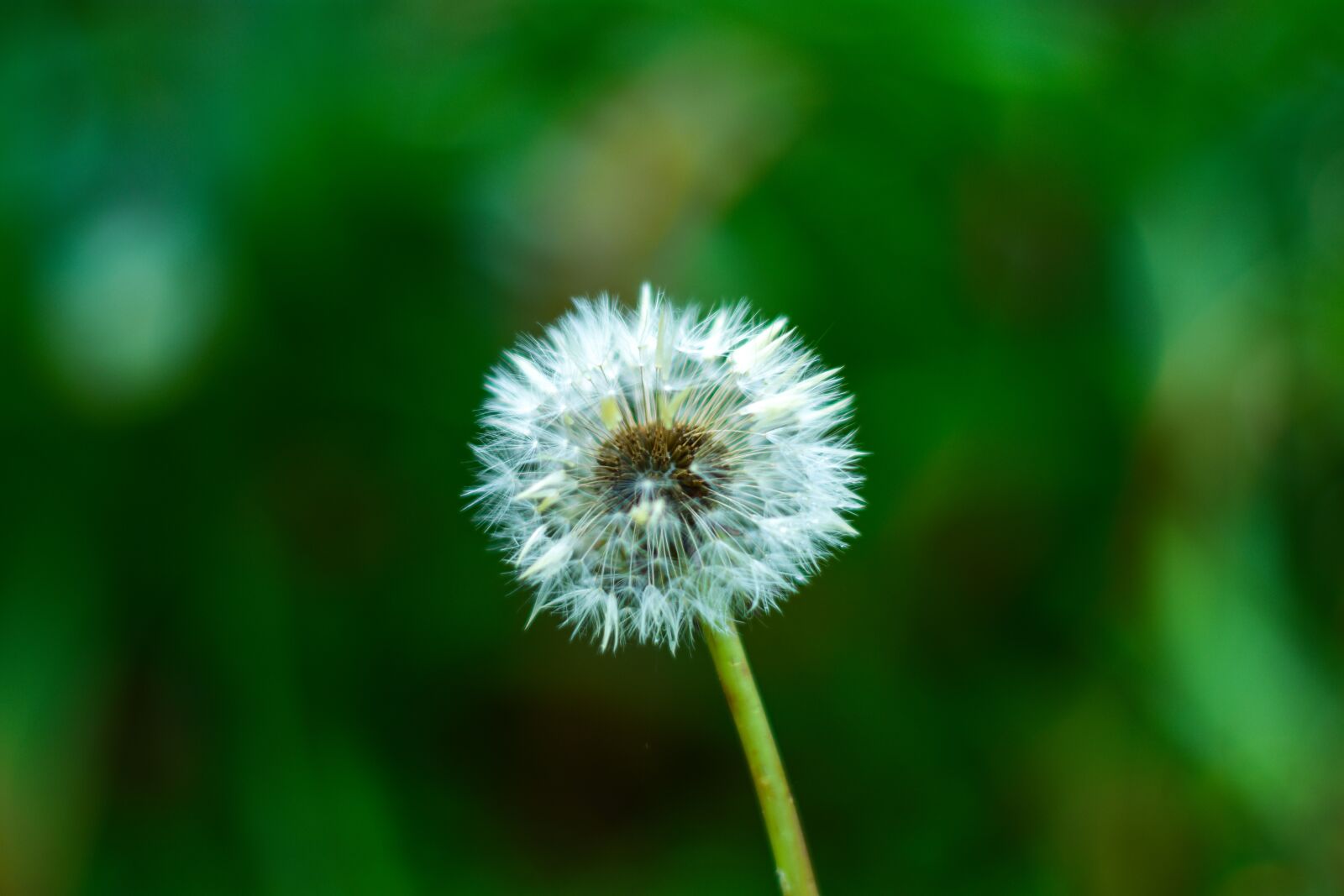 Nikon D3400 sample photo. Dandelion, plant, nature photography