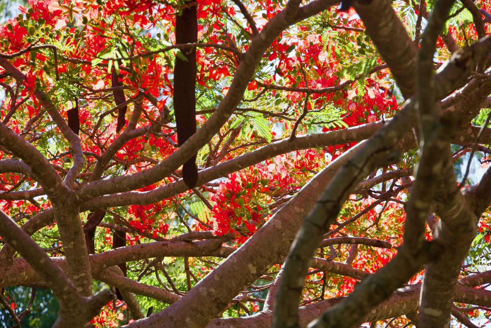 Sony E 18-135mm F3.5-5.6 OSS sample photo. Blossom, red, flower photography