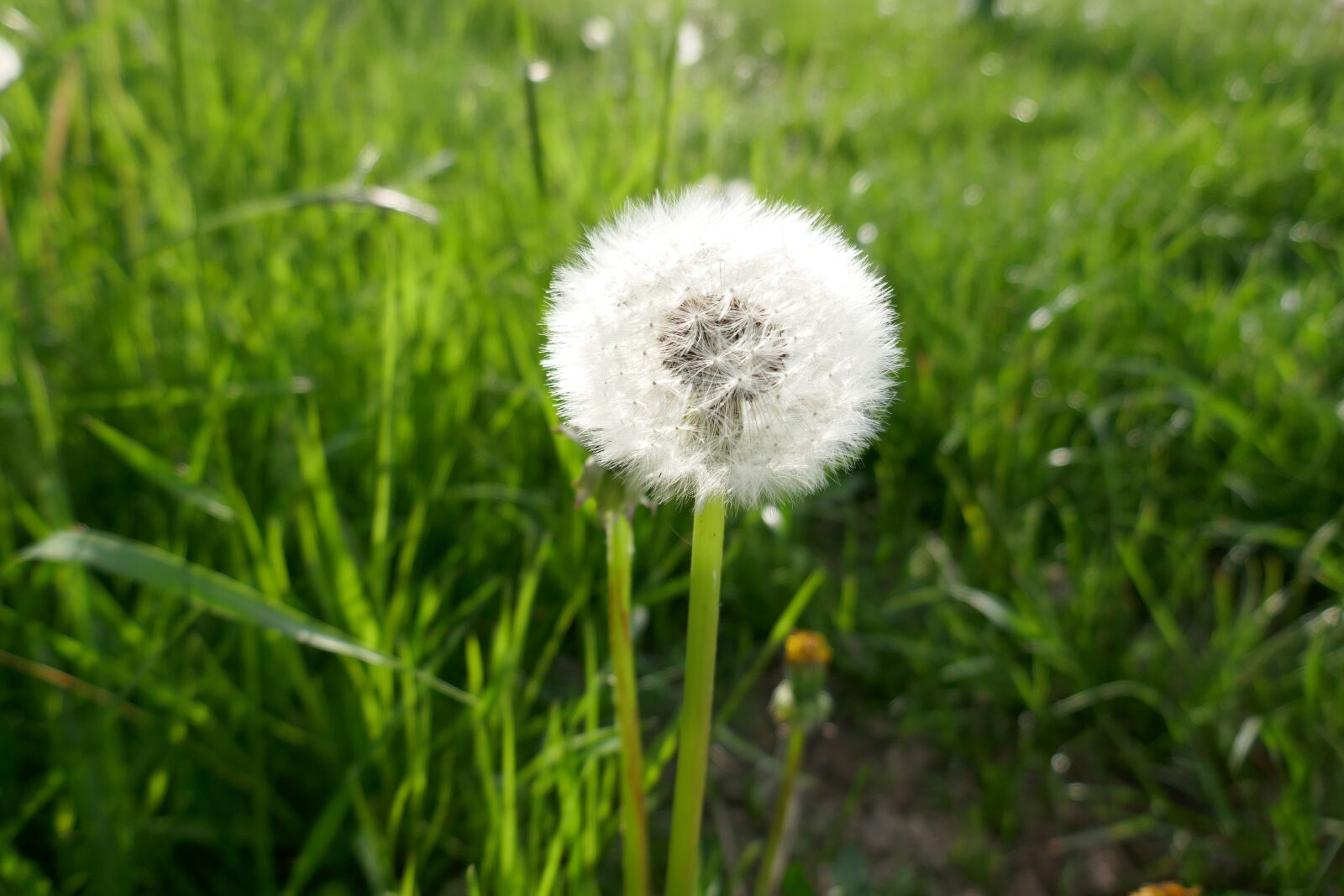 Panasonic DMC-TZ101 sample photo. Flower, dandelion, nature photography