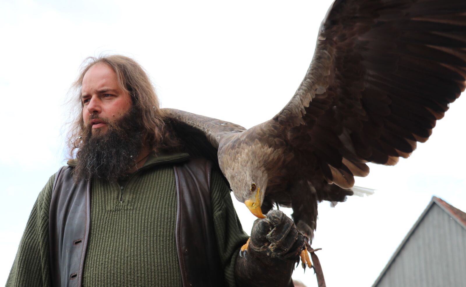 Canon EOS 80D sample photo. Falconry, adler, eagle photography