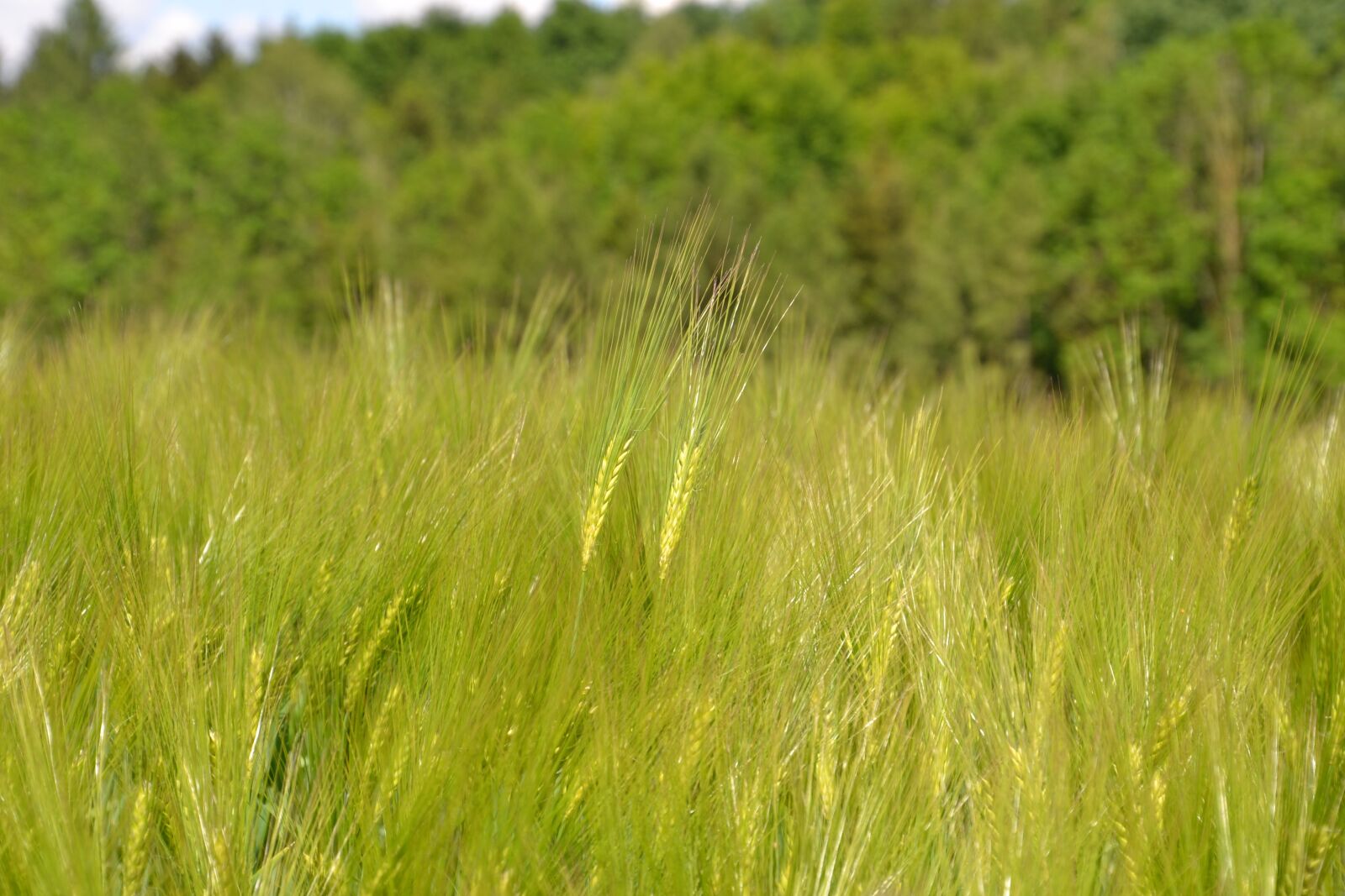 Nikon D3100 sample photo. Plant, cereals, field photography
