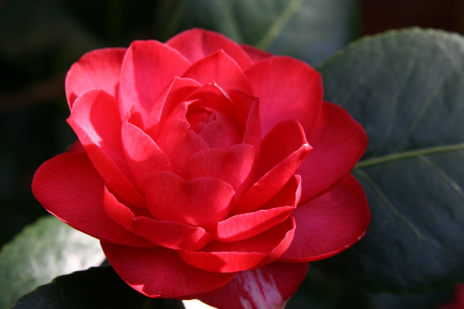 Canon EOS 400D (EOS Digital Rebel XTi / EOS Kiss Digital X) sample photo. Camellia, blossom, bloom photography